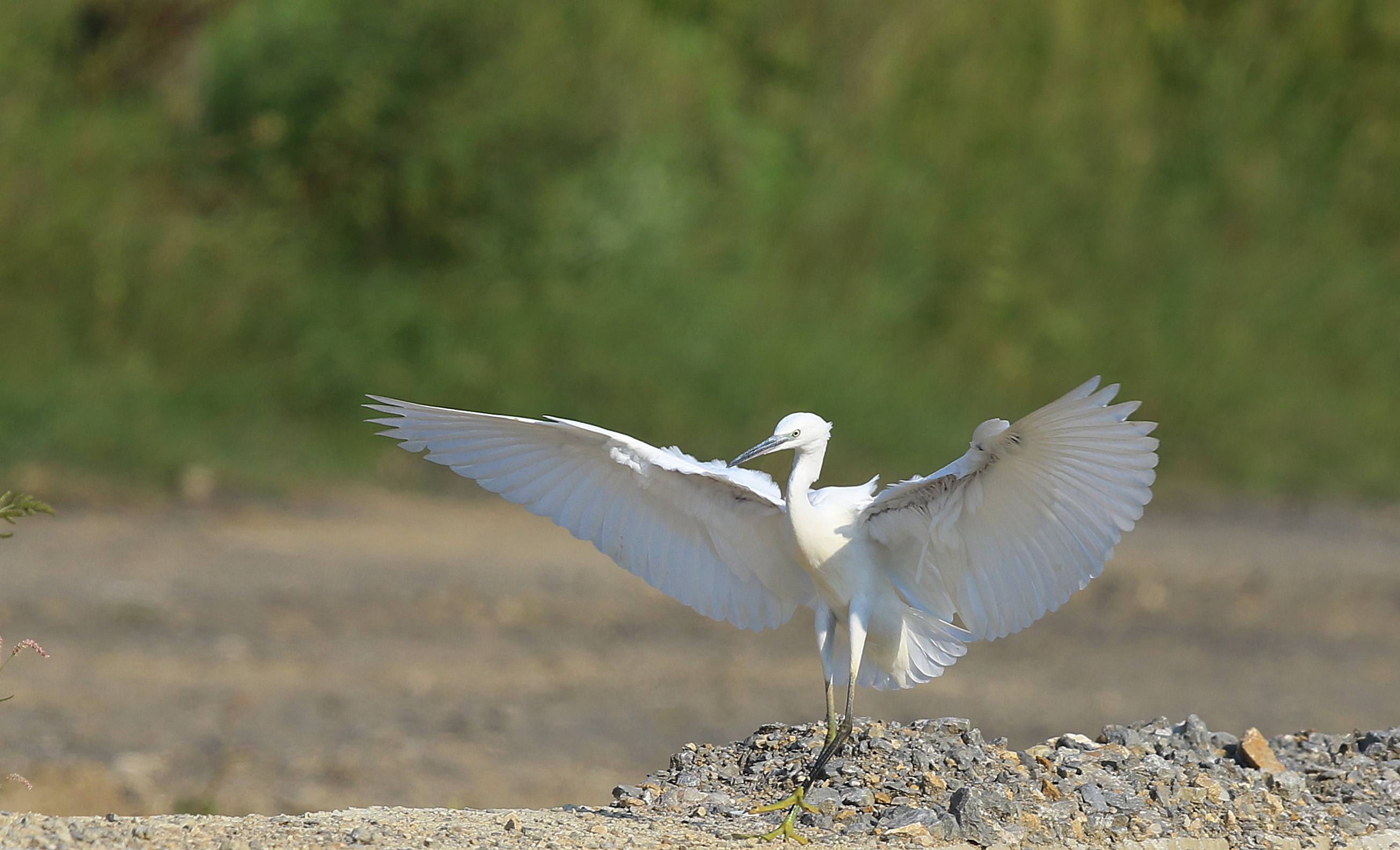 Little Egret