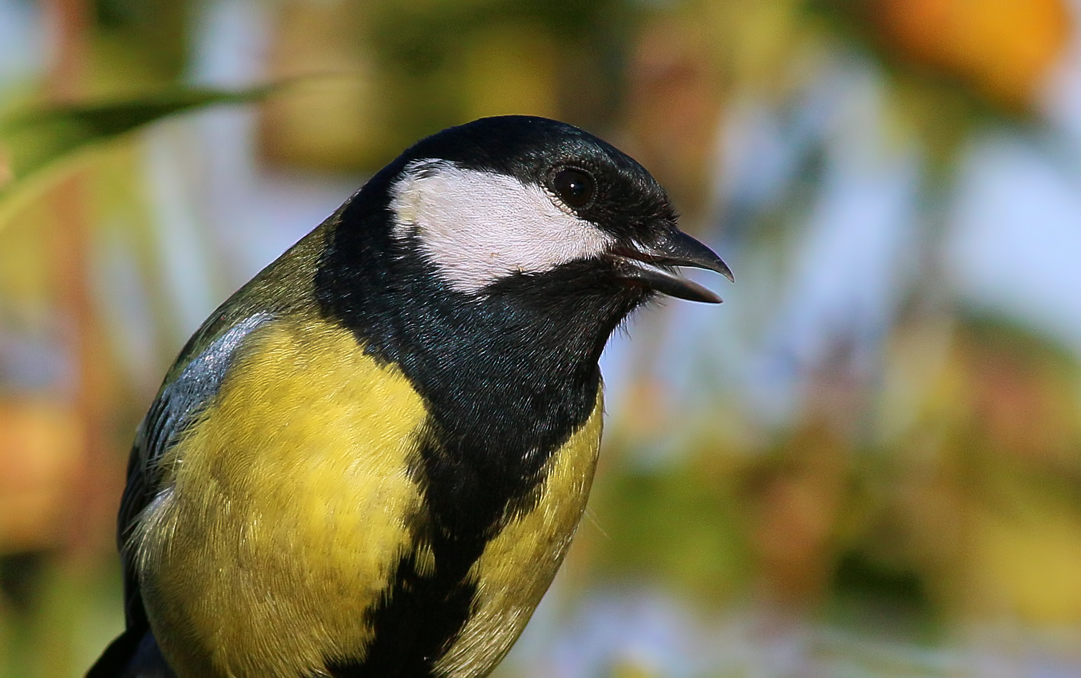 Great Tit