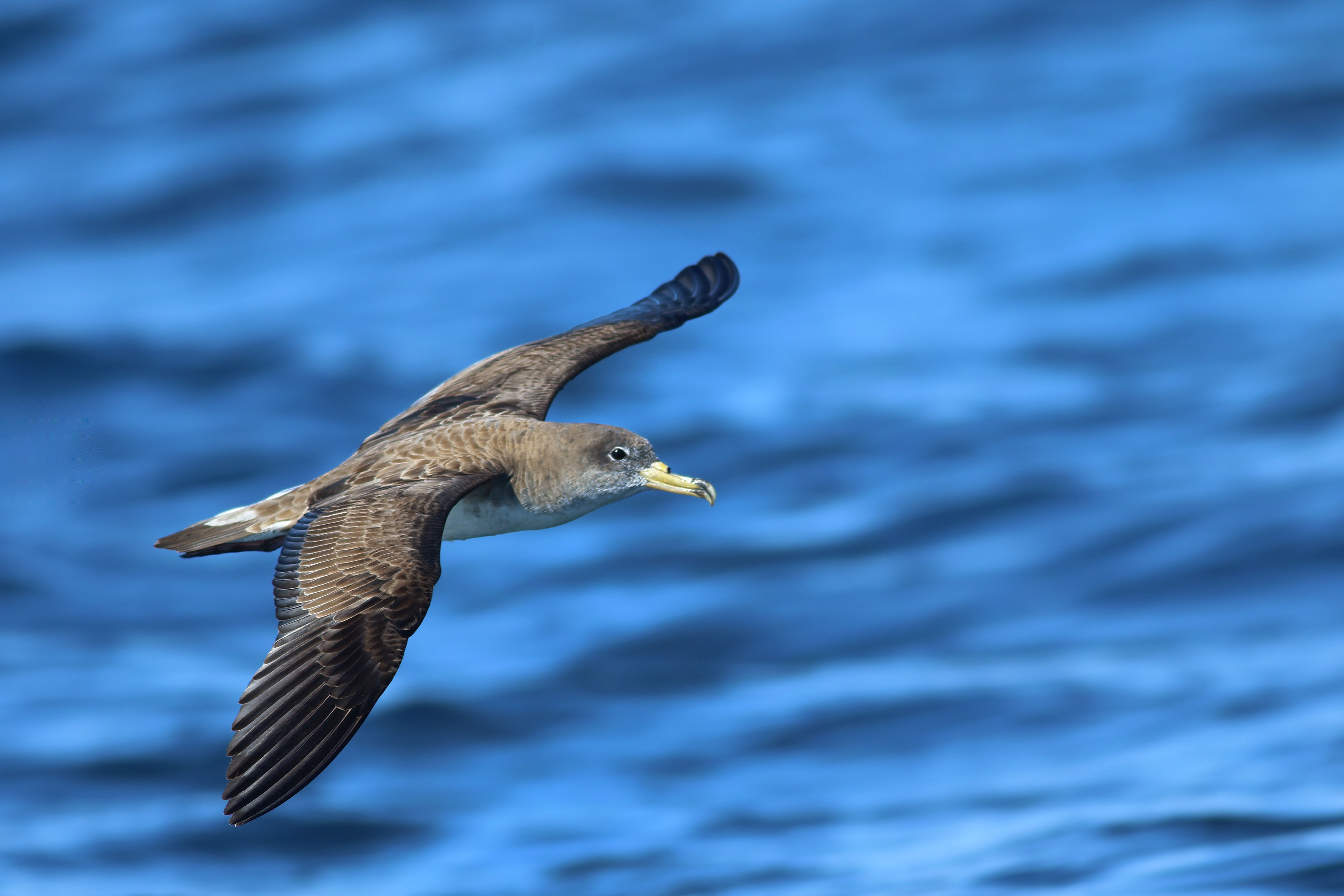 Cory's Shearwater