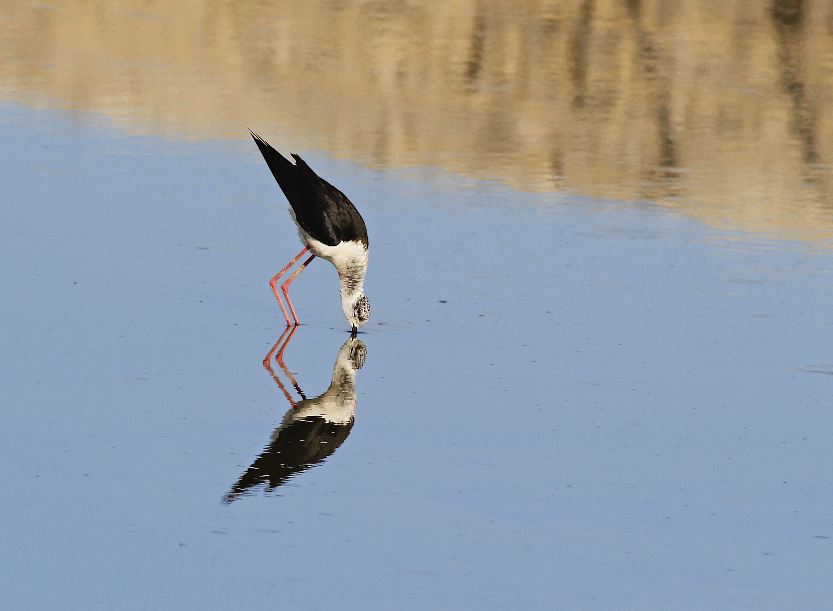 Black-winged Stilt