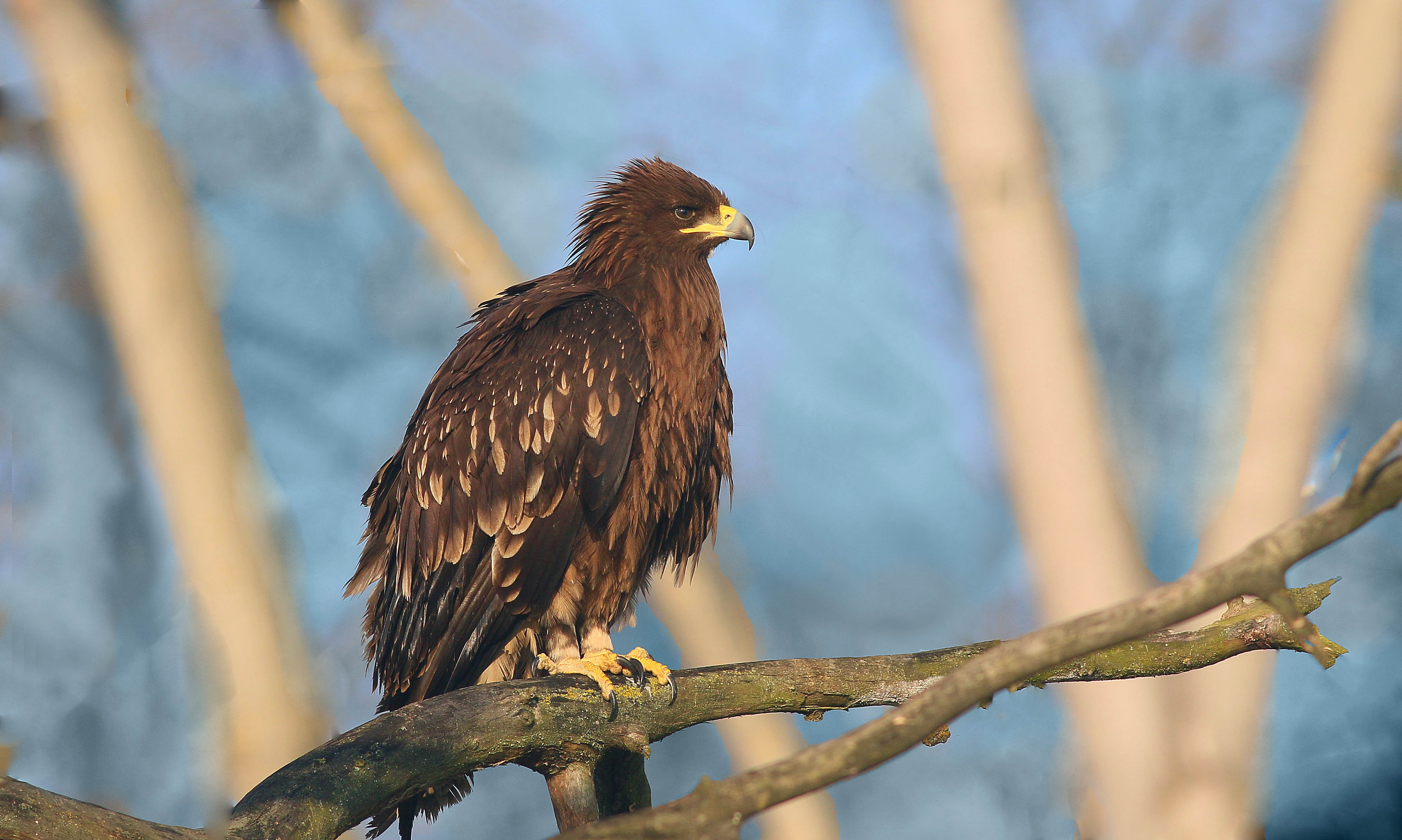 Greater Spotted Eagle
