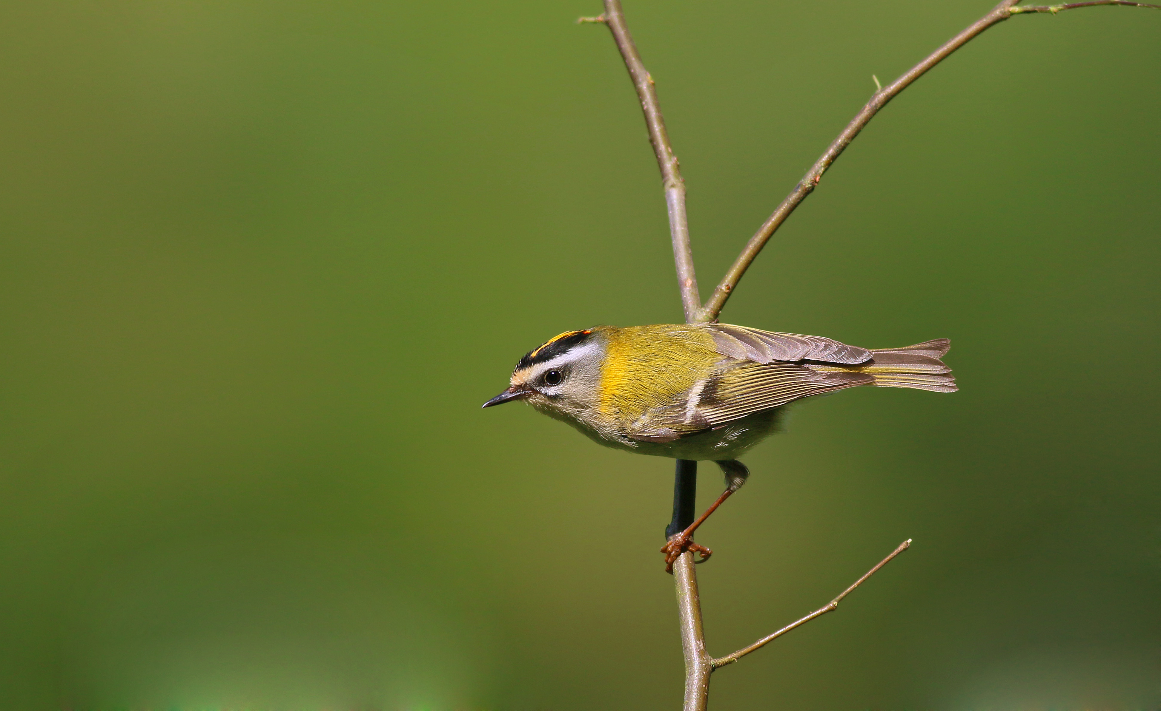 Common Firecrest