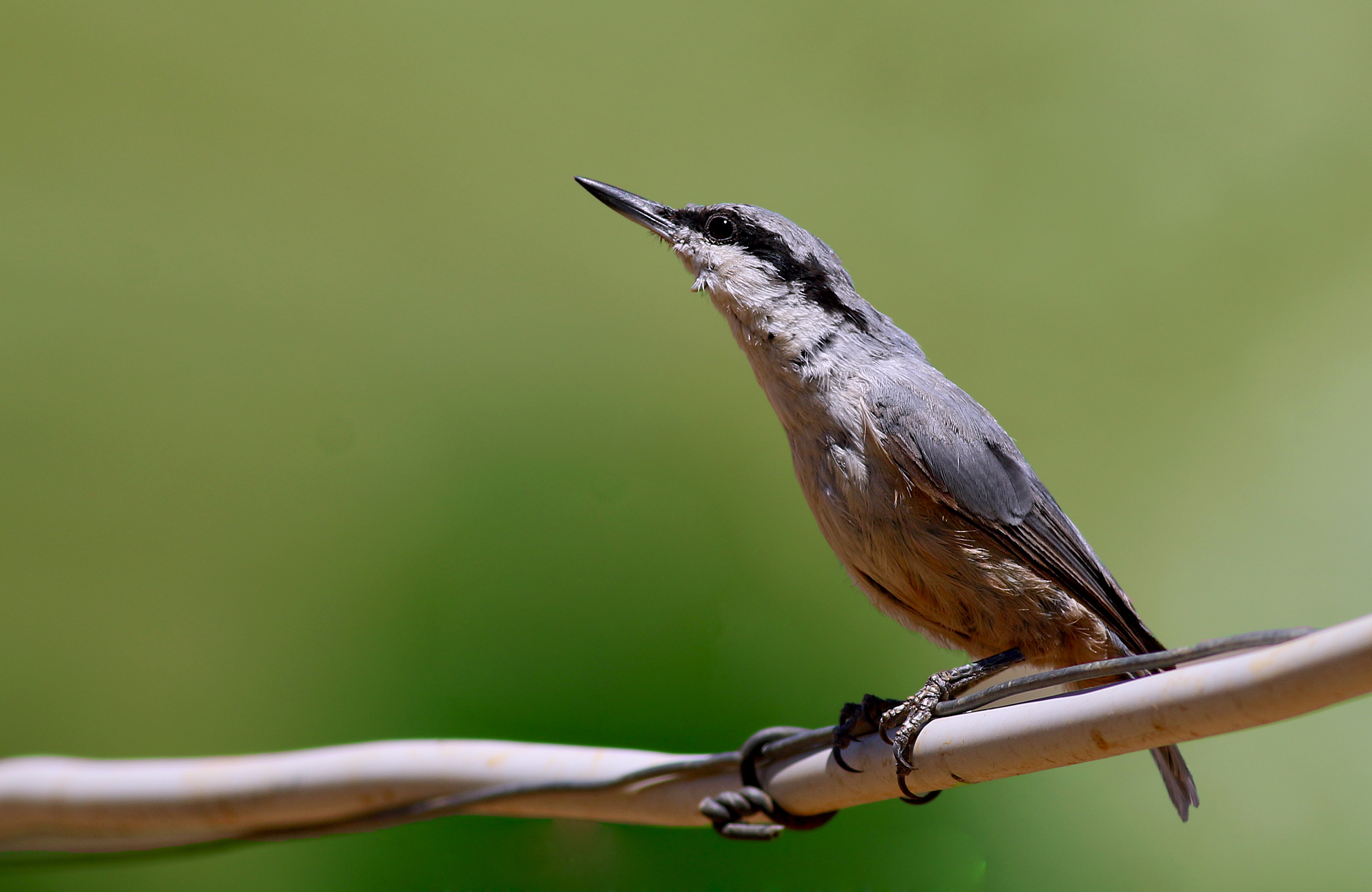 Western Rock Nuthatch