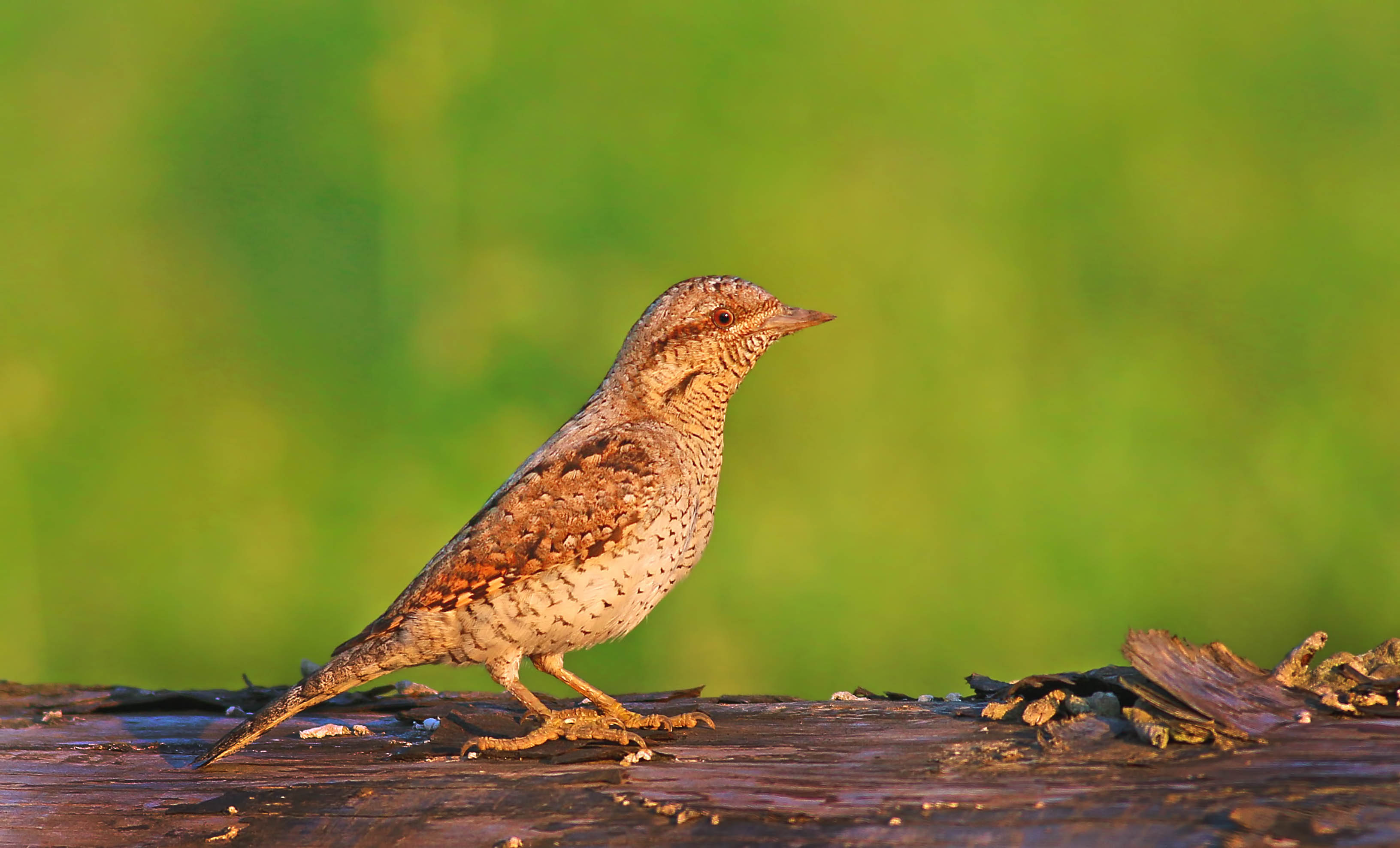 Eurasian Wryneck