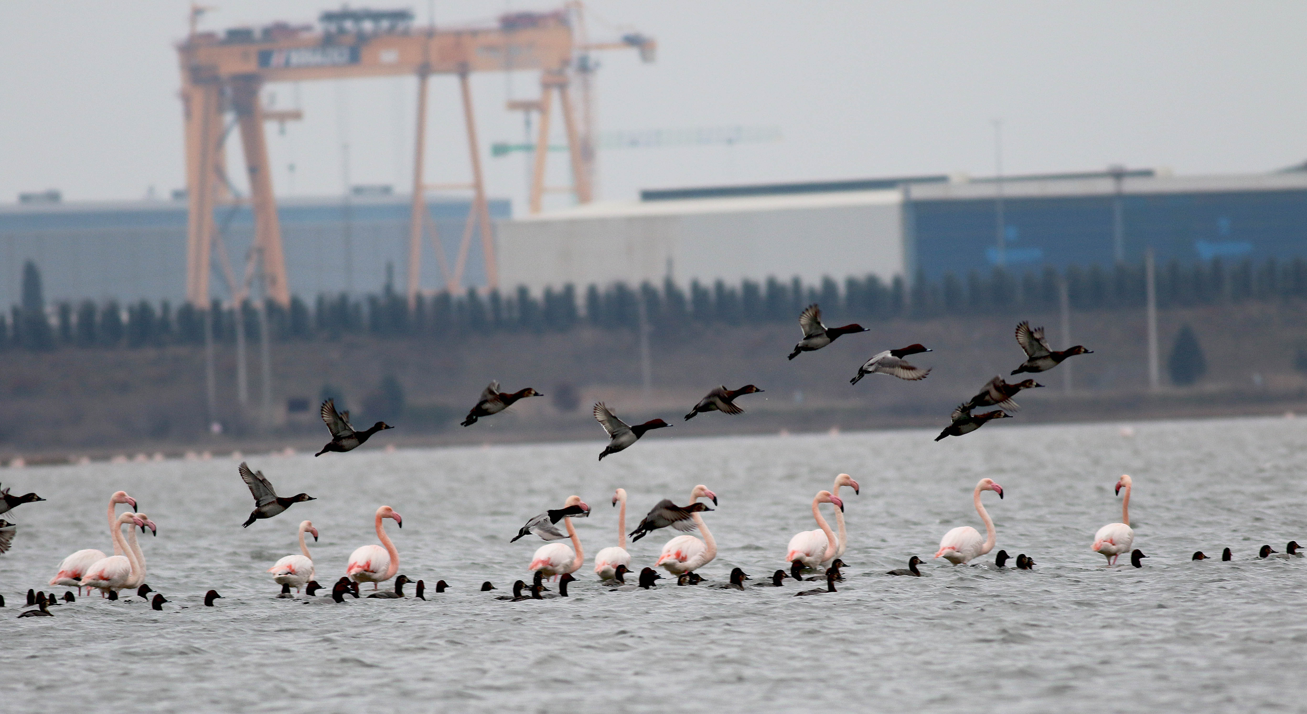 Greater Flamingo