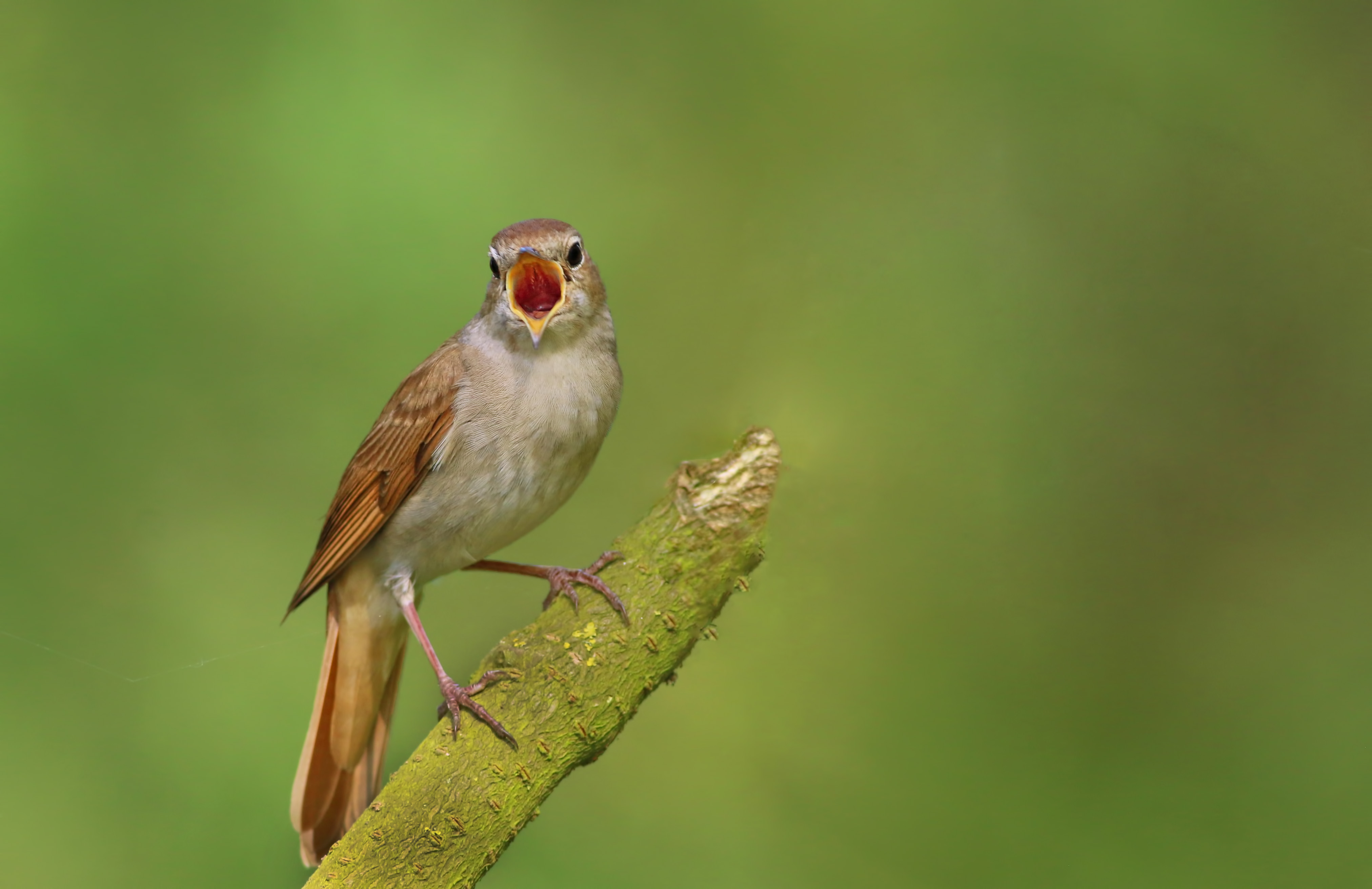 Common Nightingale — Ana fotoğraf