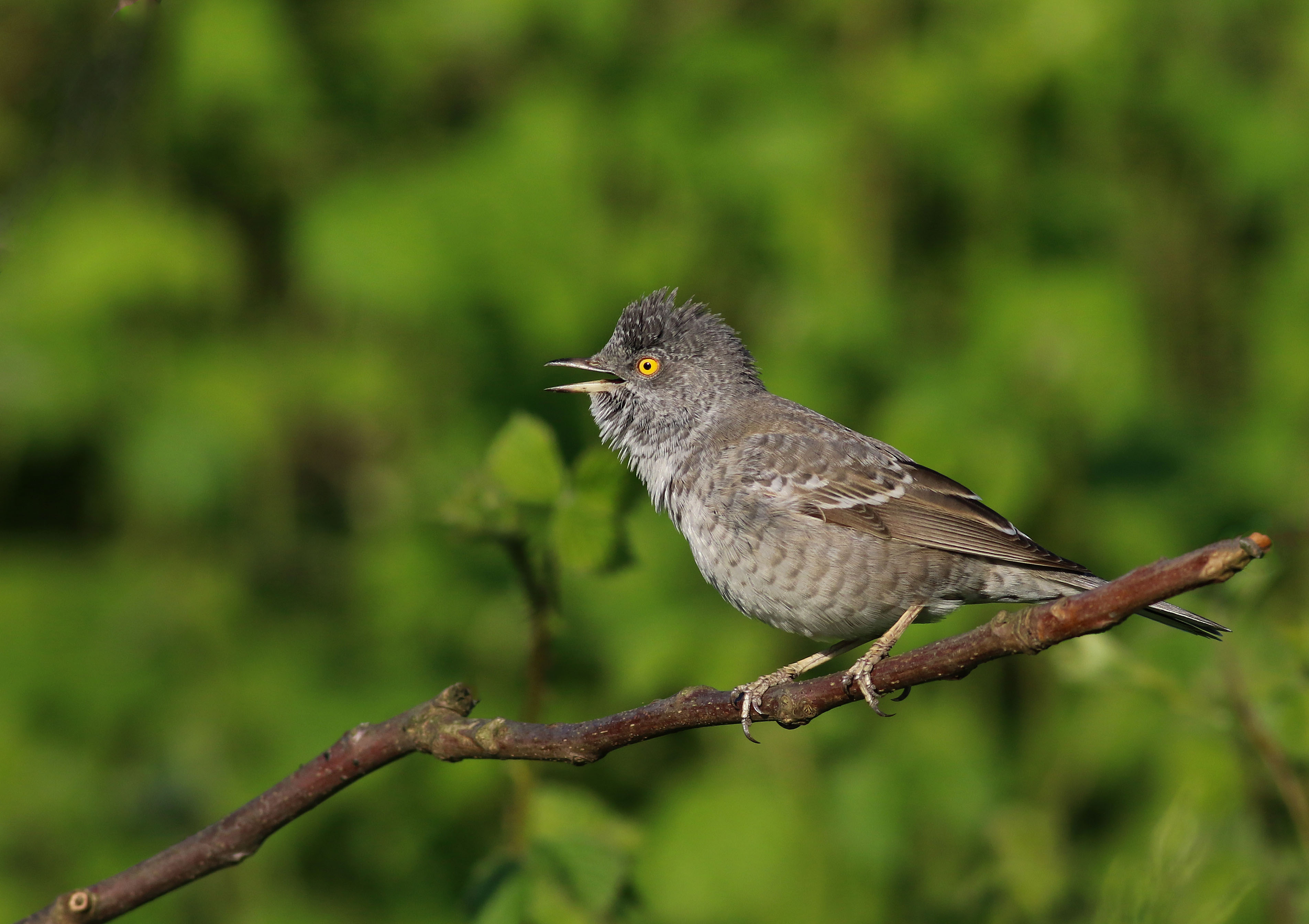 Barred Warbler