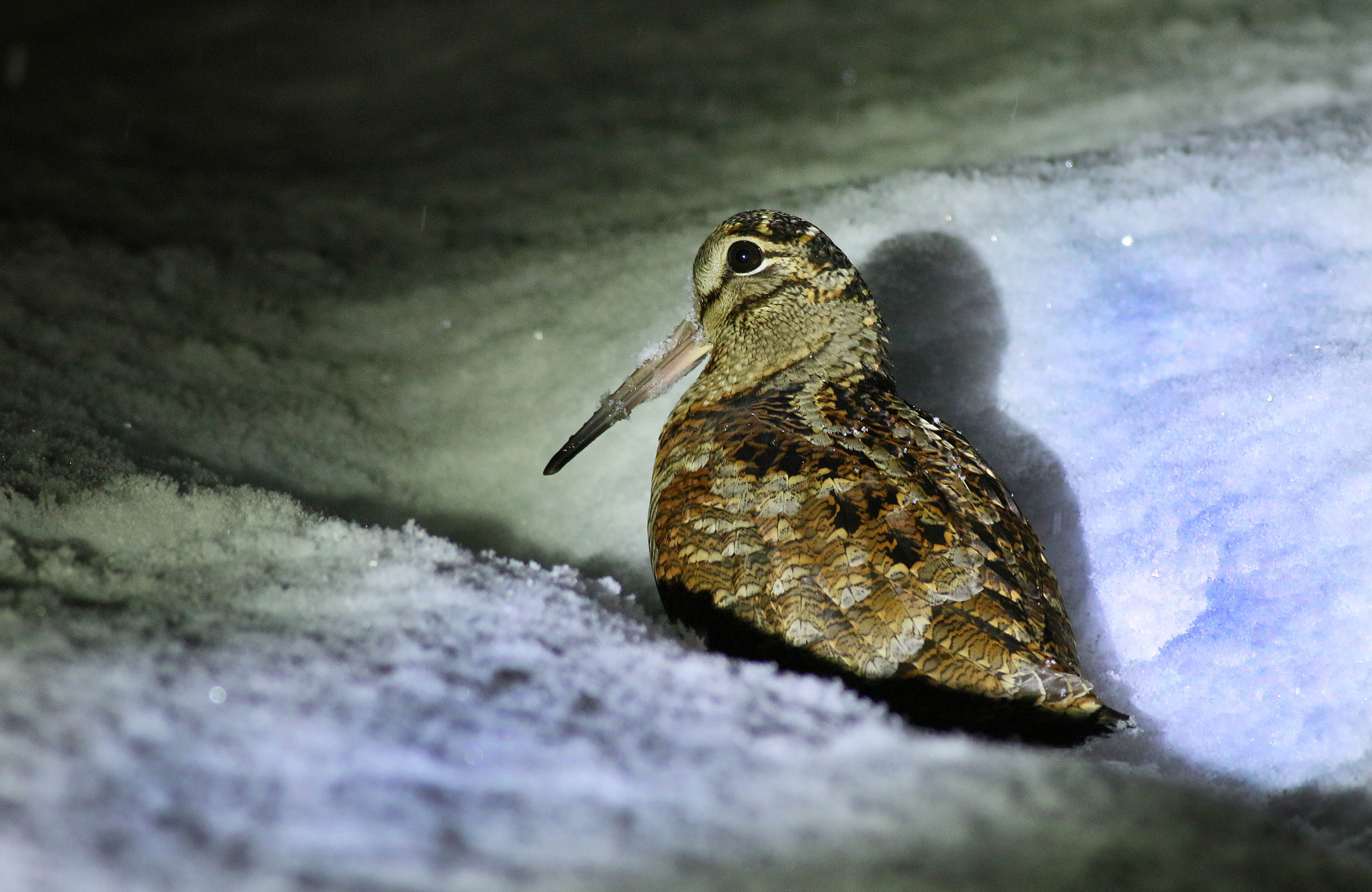 Eurasian Woodcock