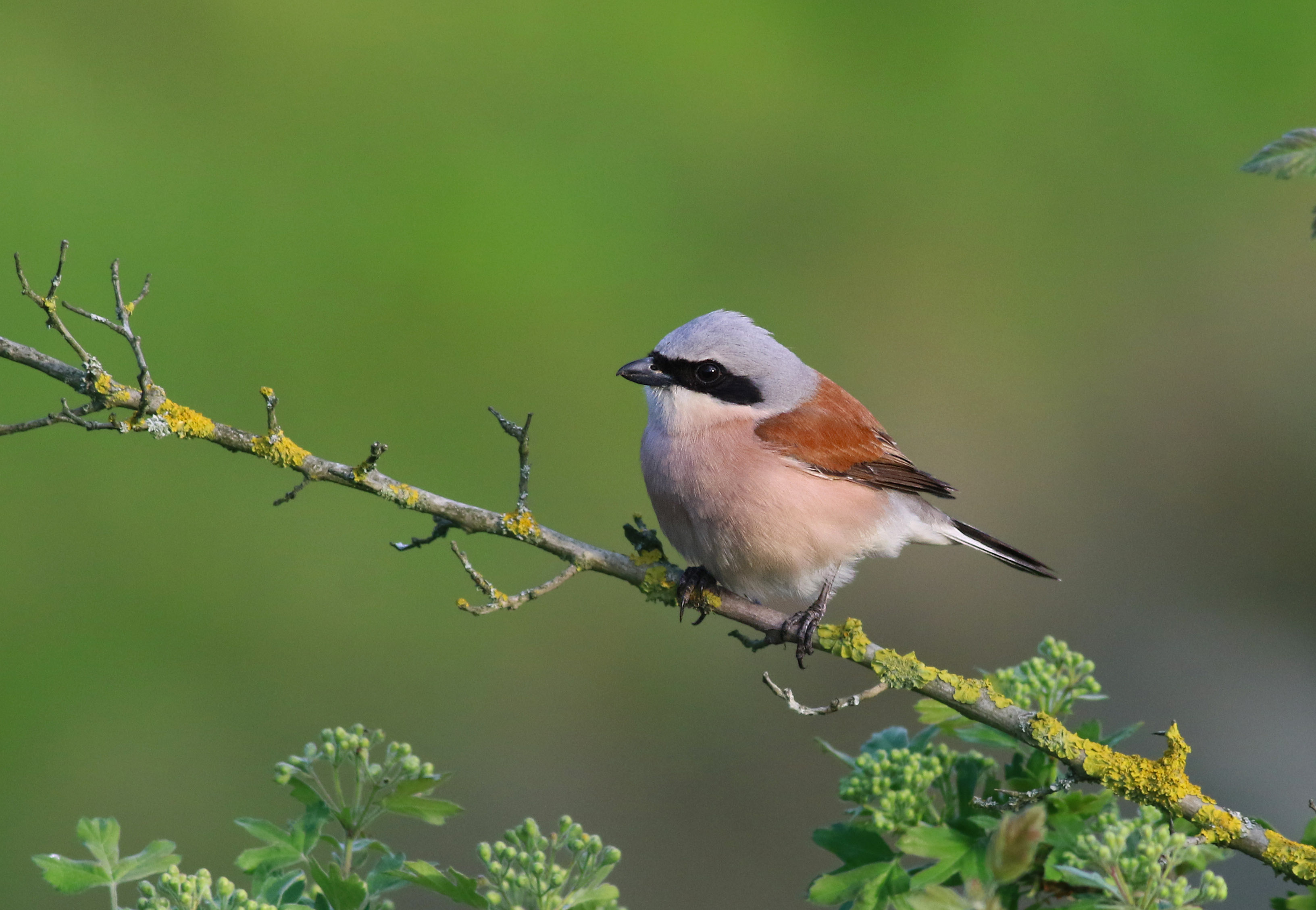 Red-backed Shrike