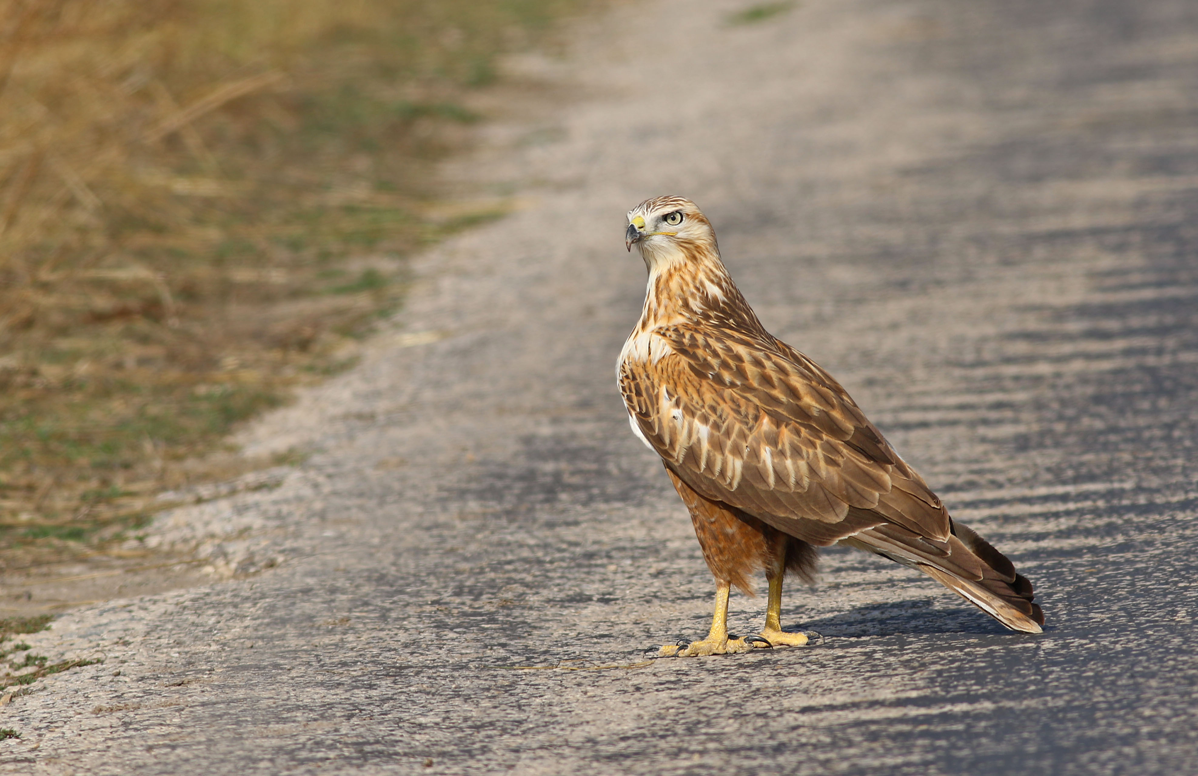 Long-legged Buzzard