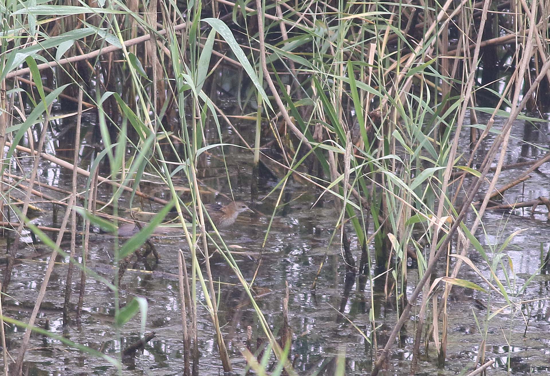 Baillon's Crake