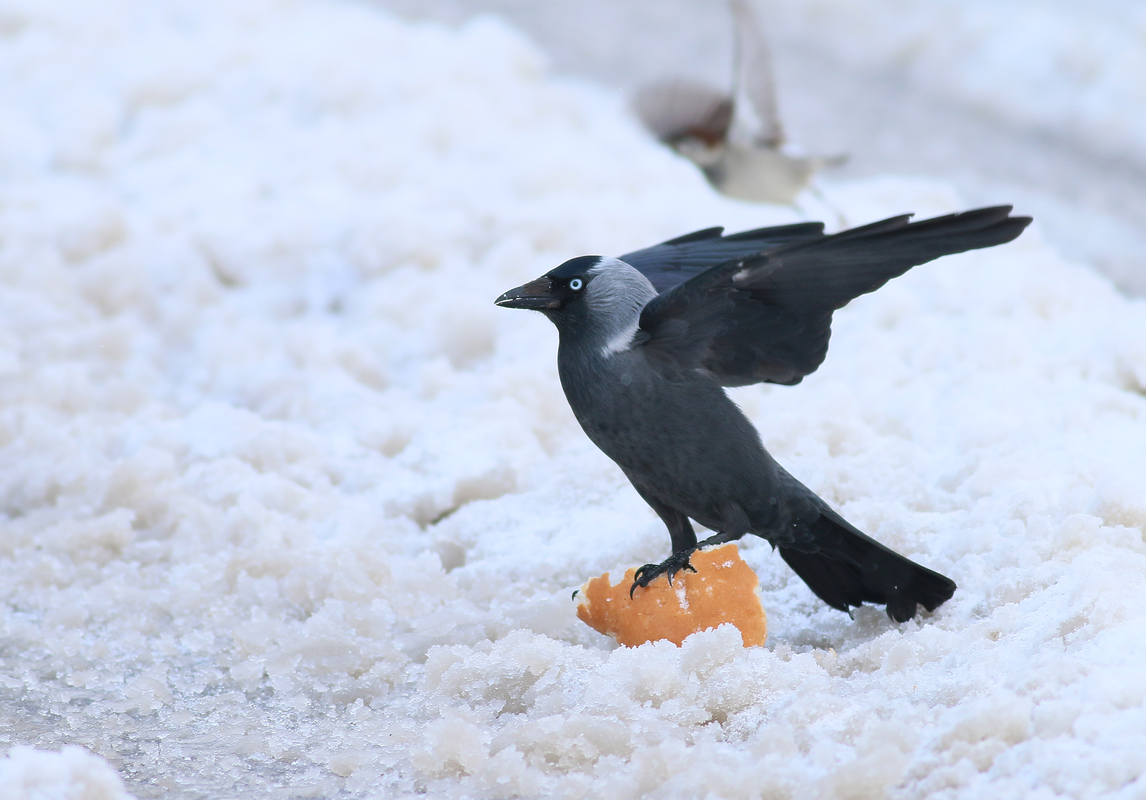 Eurasian Jackdaw — Ana fotoğraf