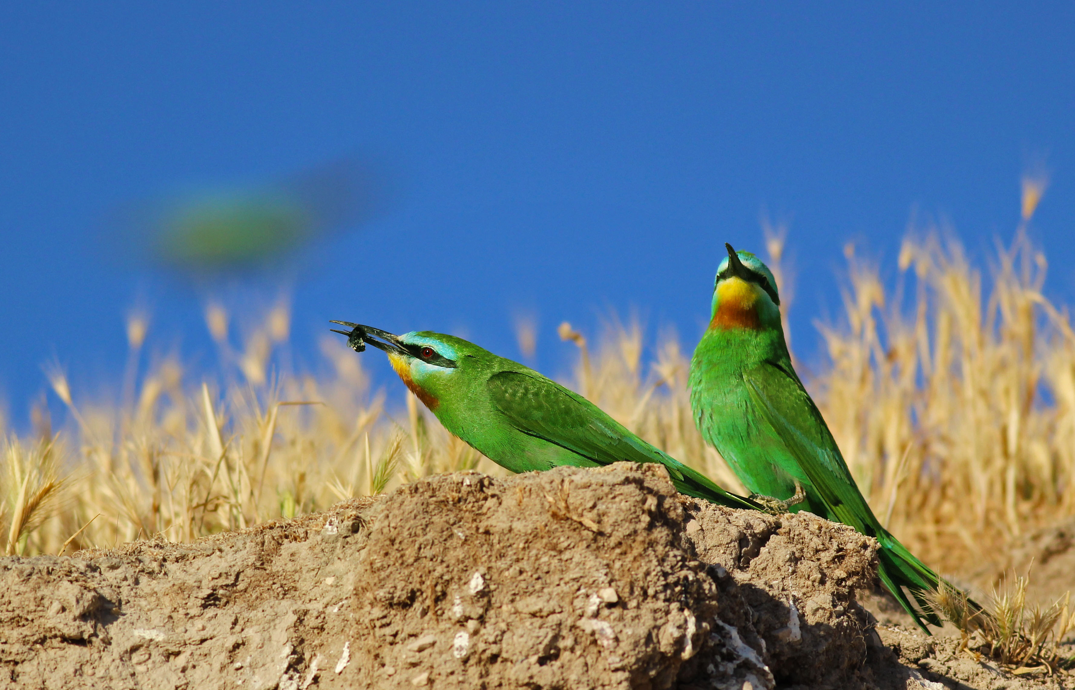 Blue-cheeked Bee-eater