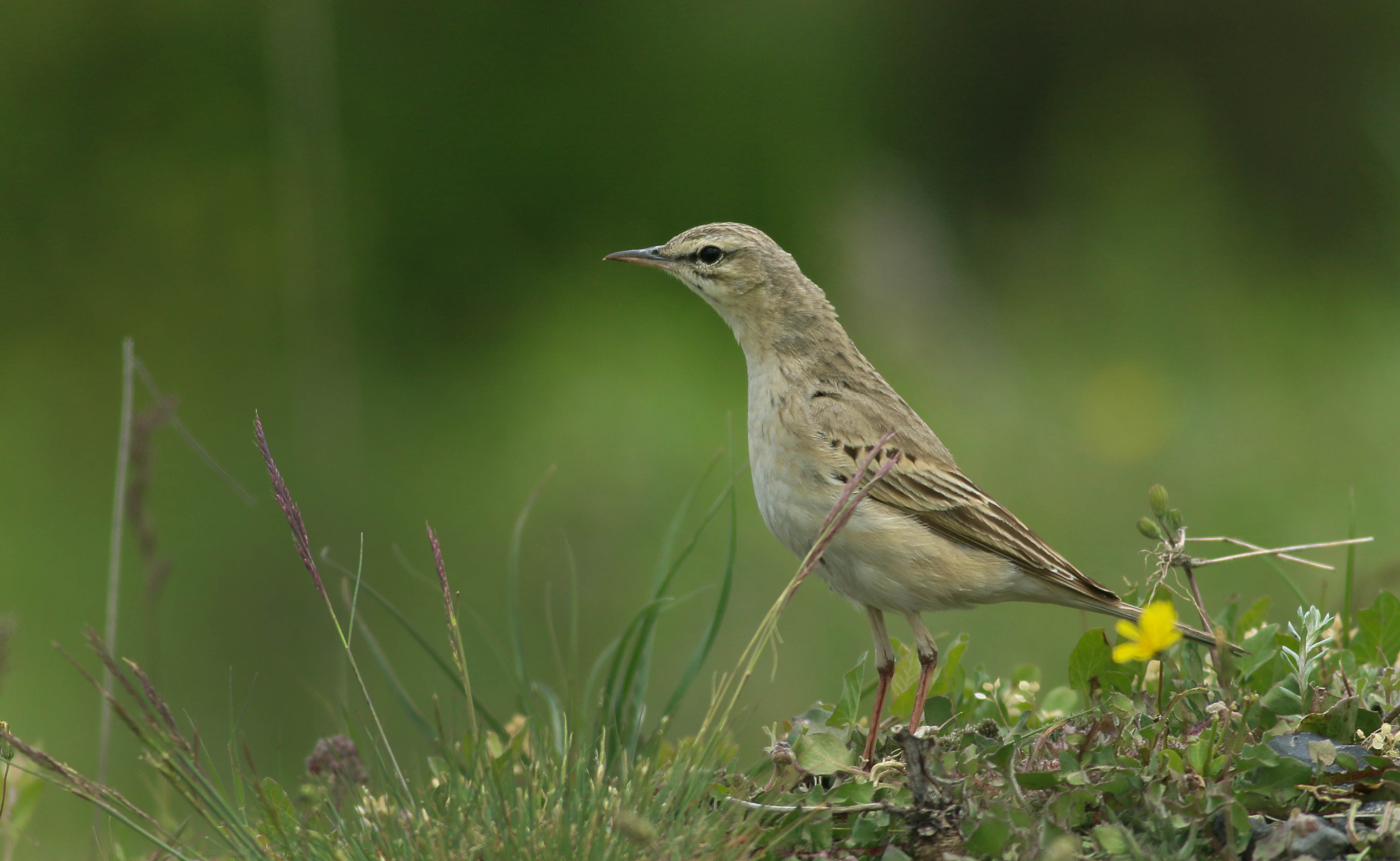 Tawny Pipit
