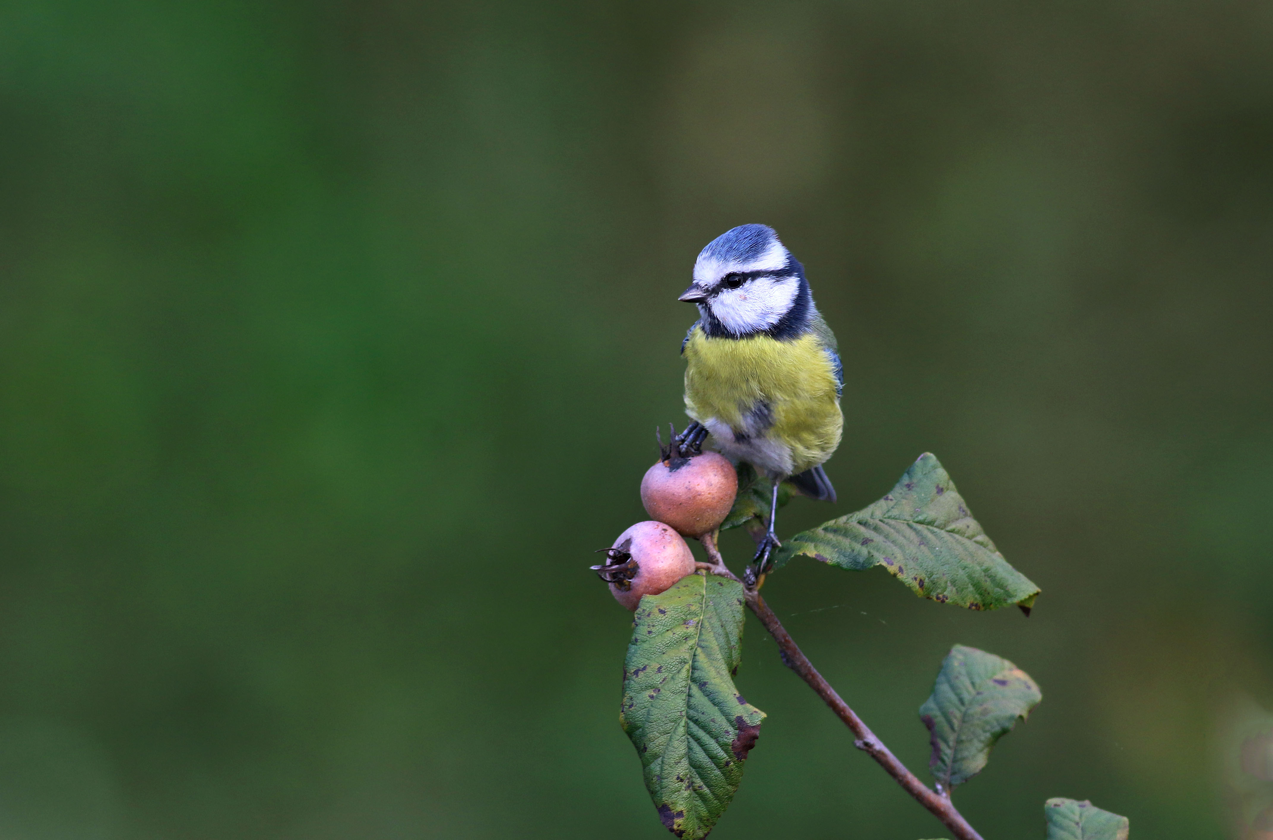 Eurasian Blue Tit — Ana fotoğraf
