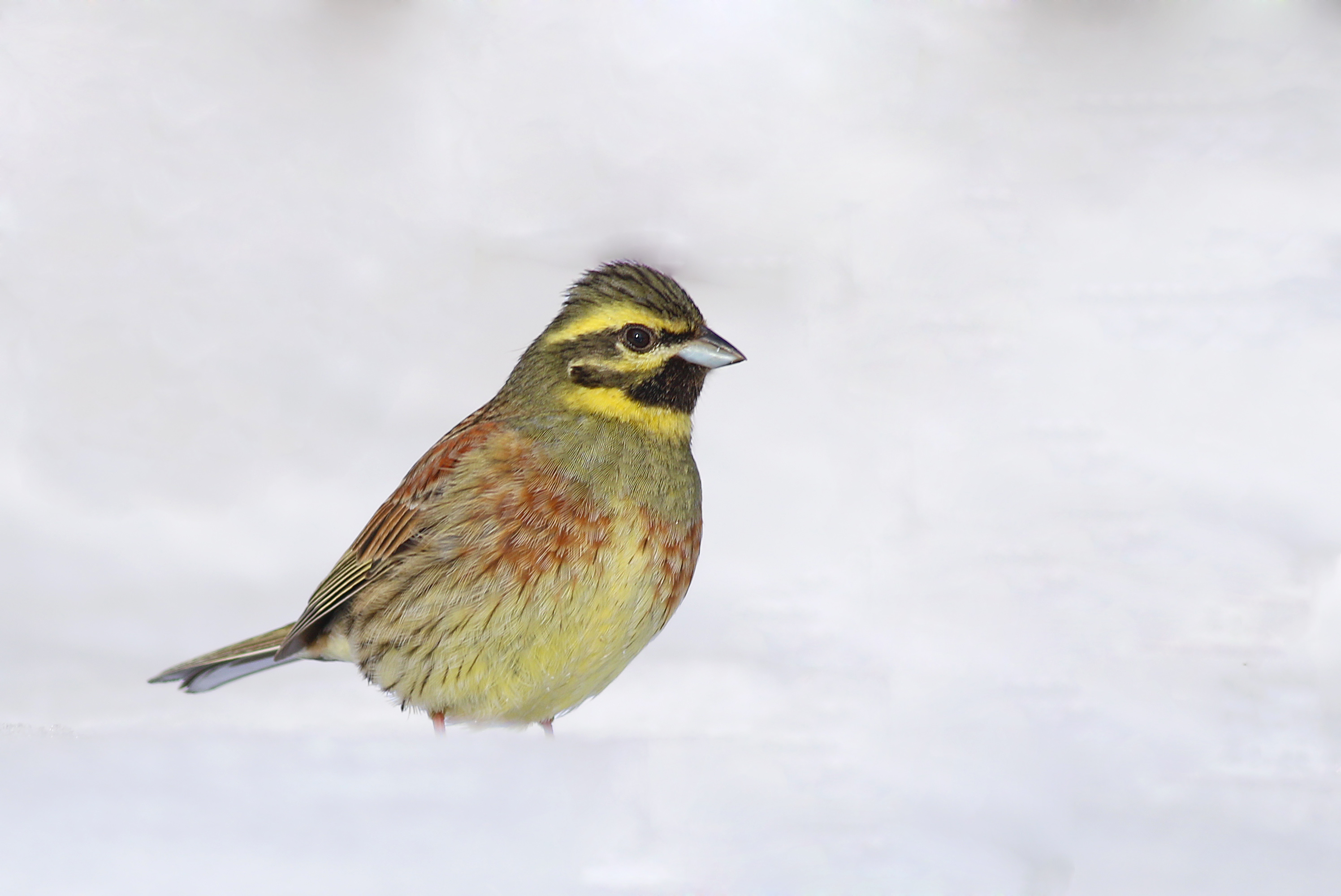 Cirl Bunting