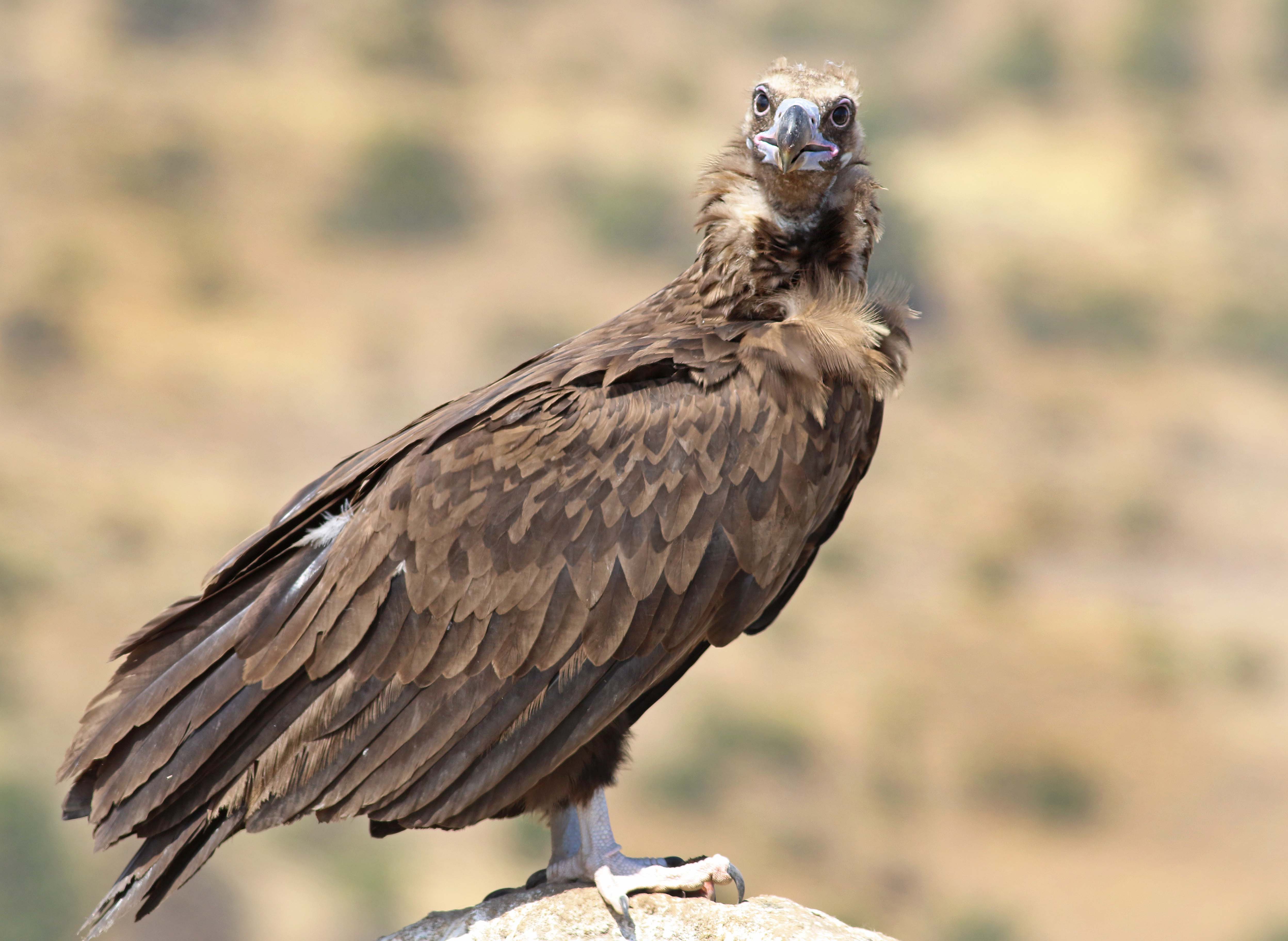 Cinereous Vulture