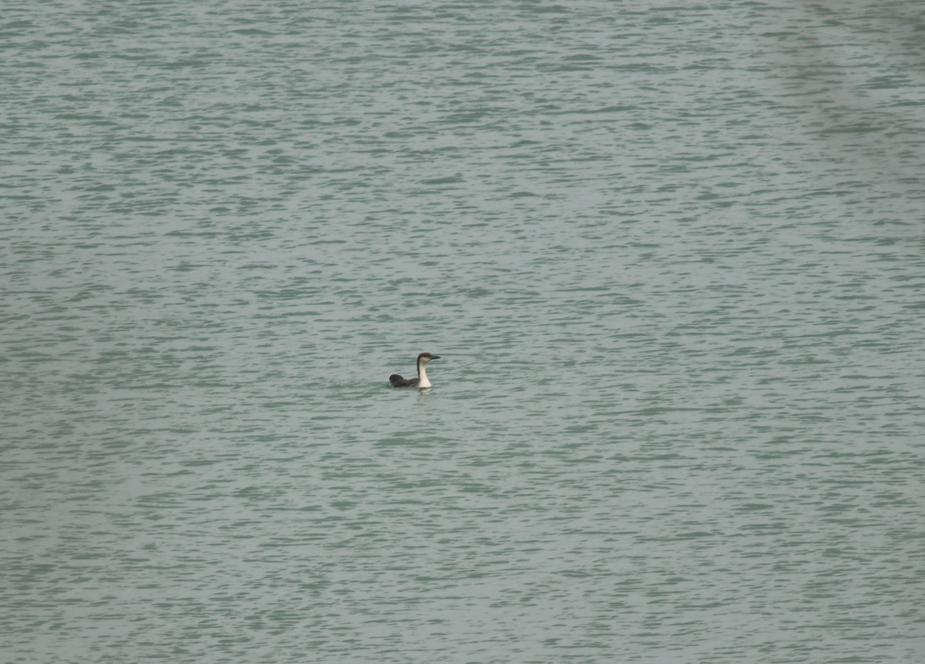 Red-necked Grebe