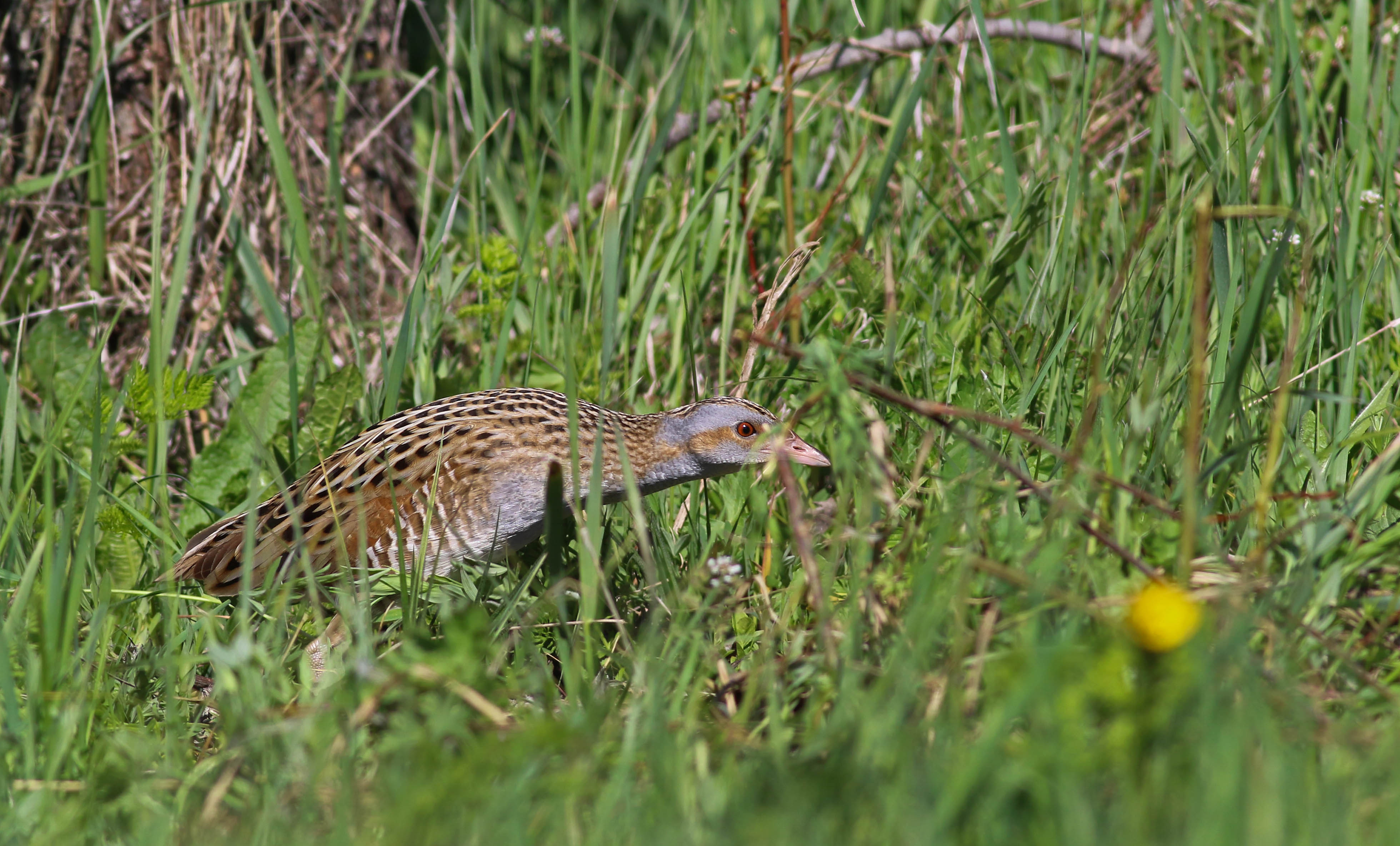 Corn Crake