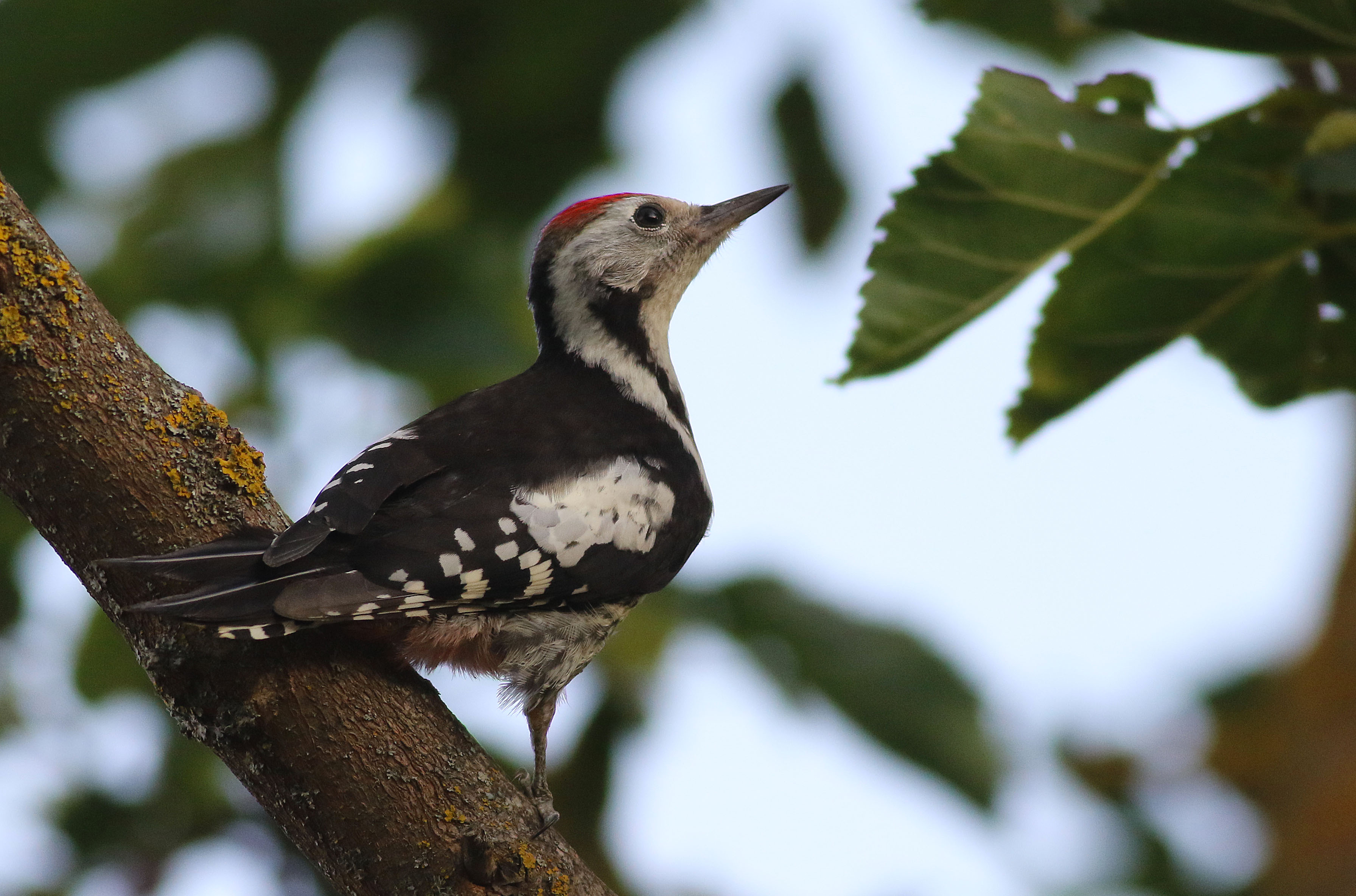 Middle Spotted Woodpecker