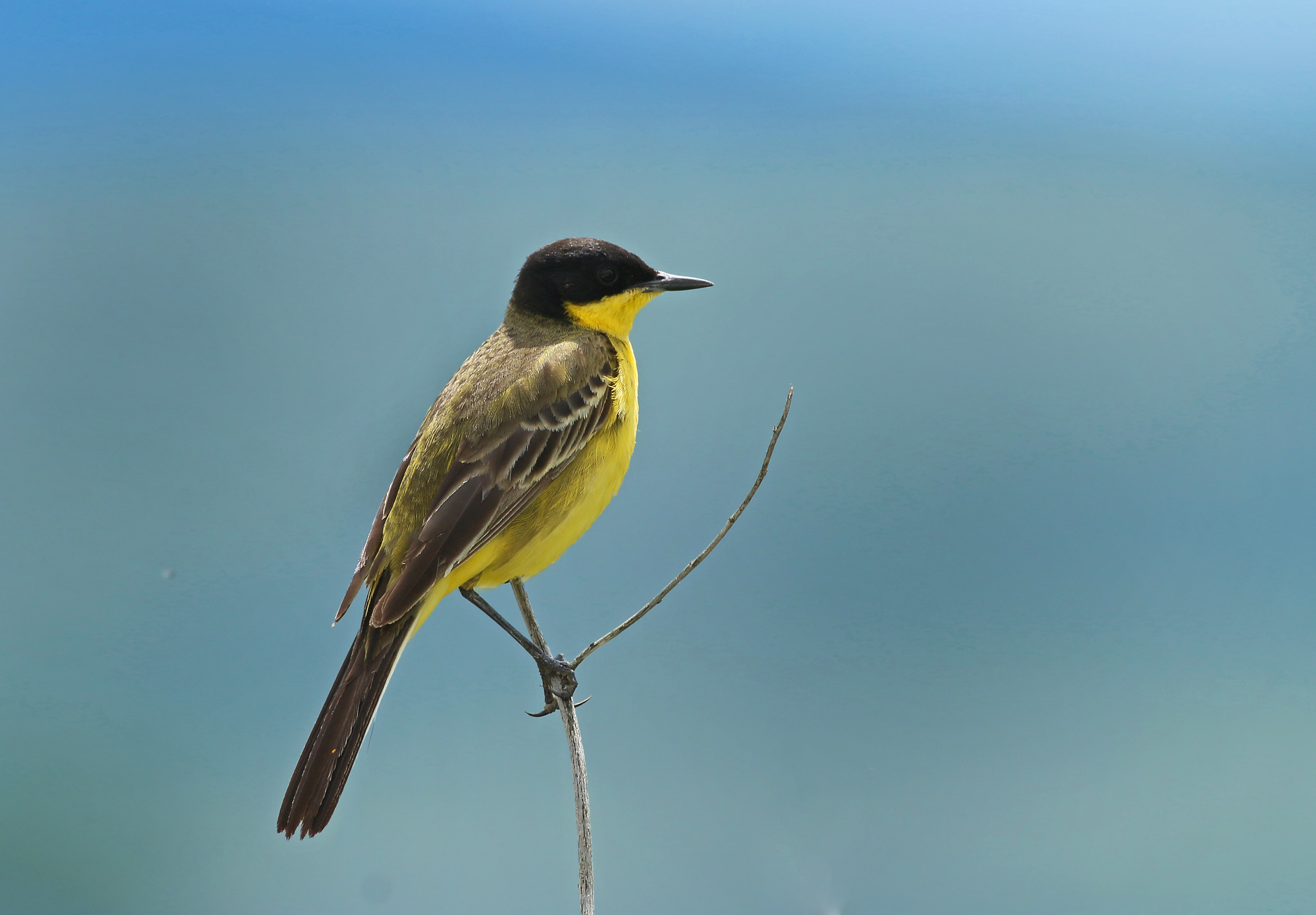 Western Yellow Wagtail