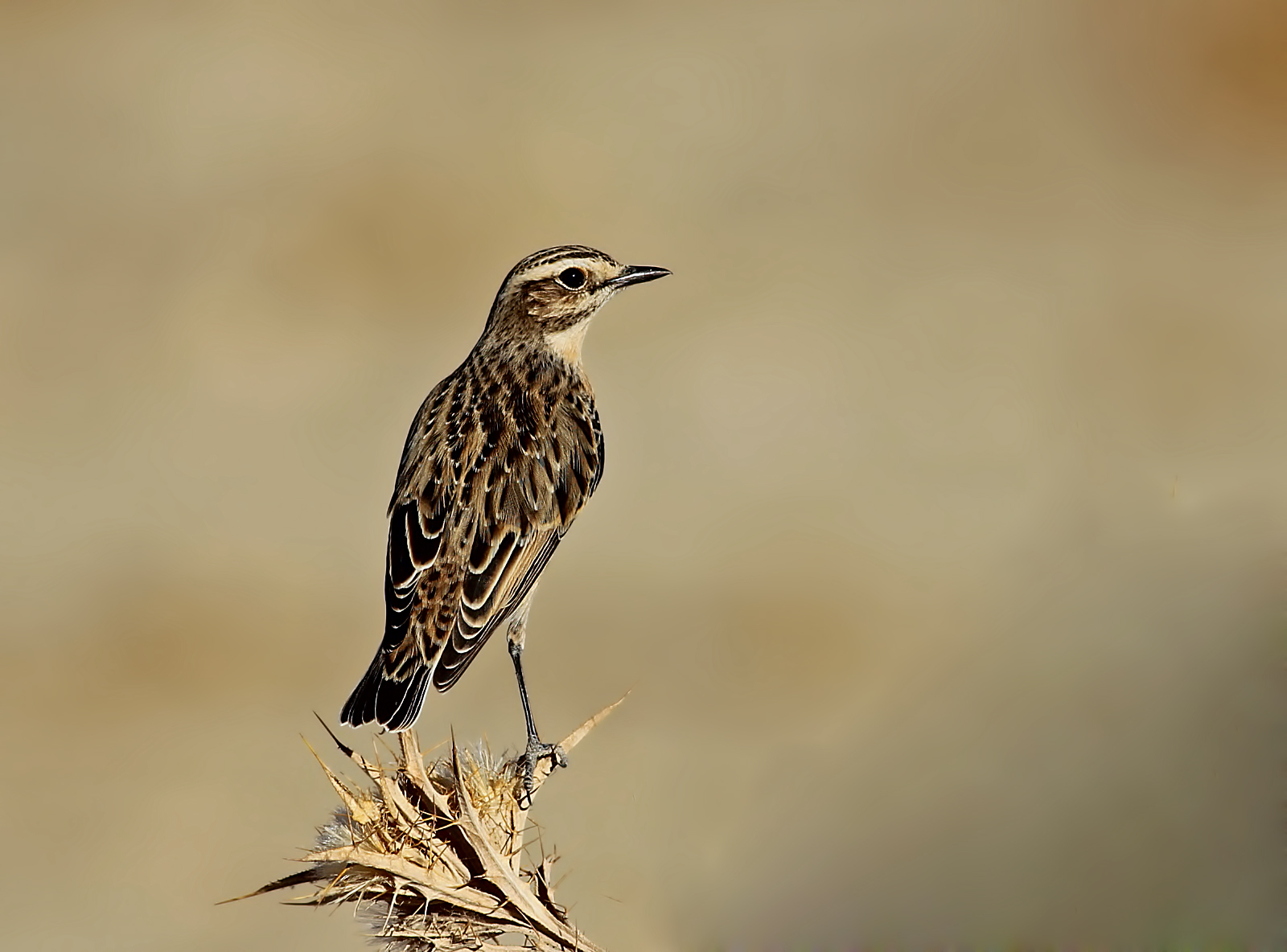 Whinchat