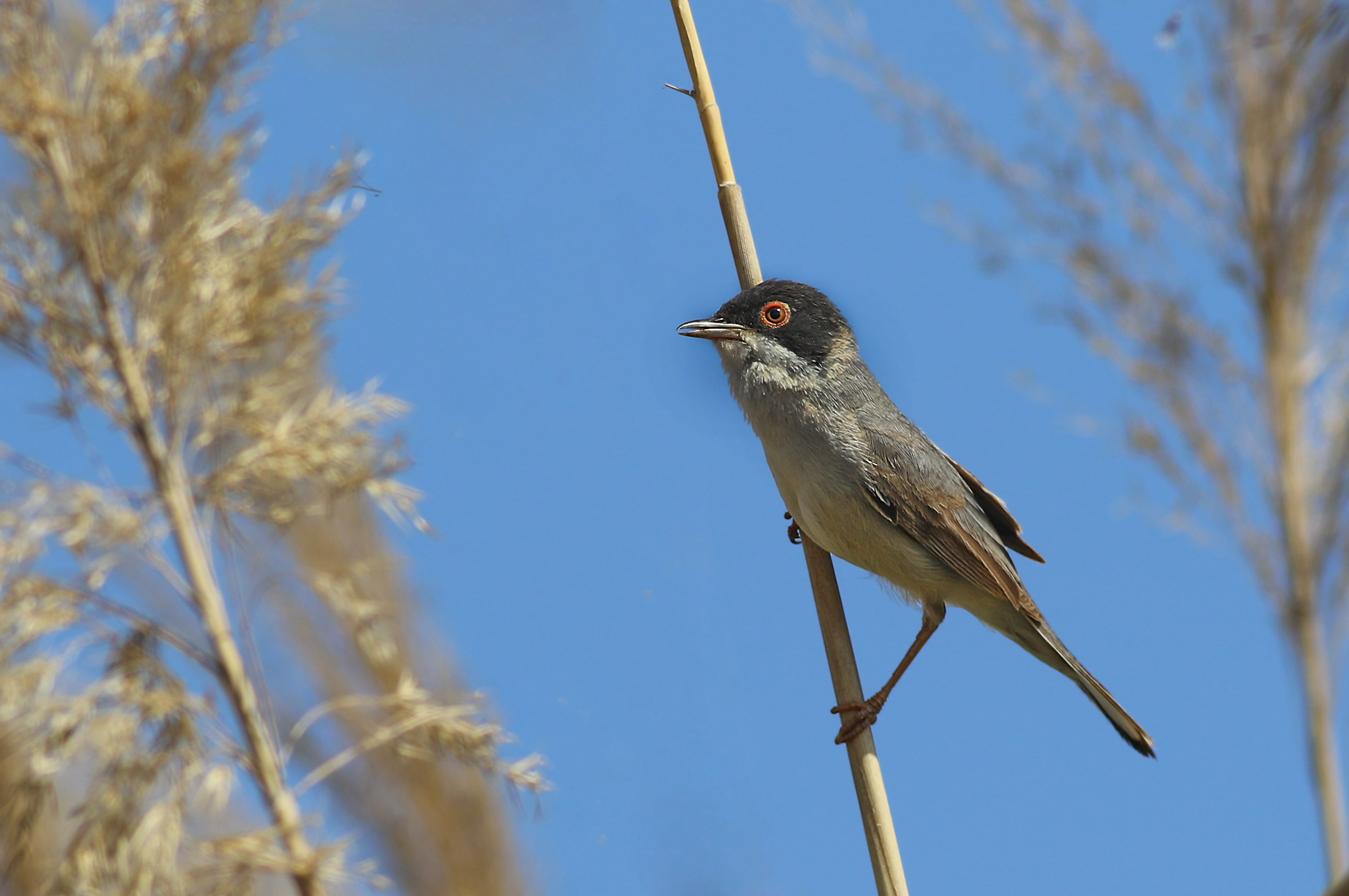 Menetries's Warbler