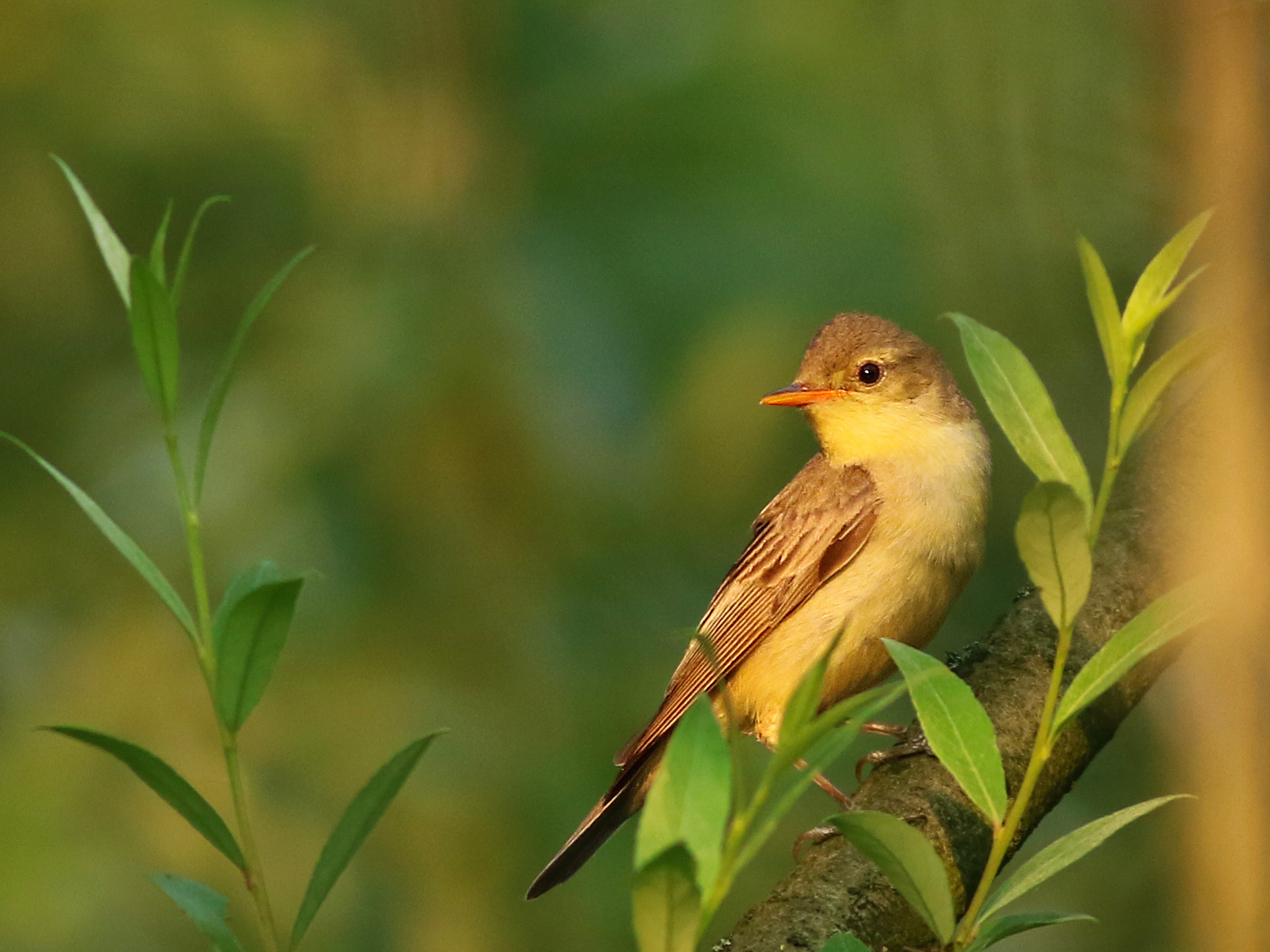 Icterine Warbler