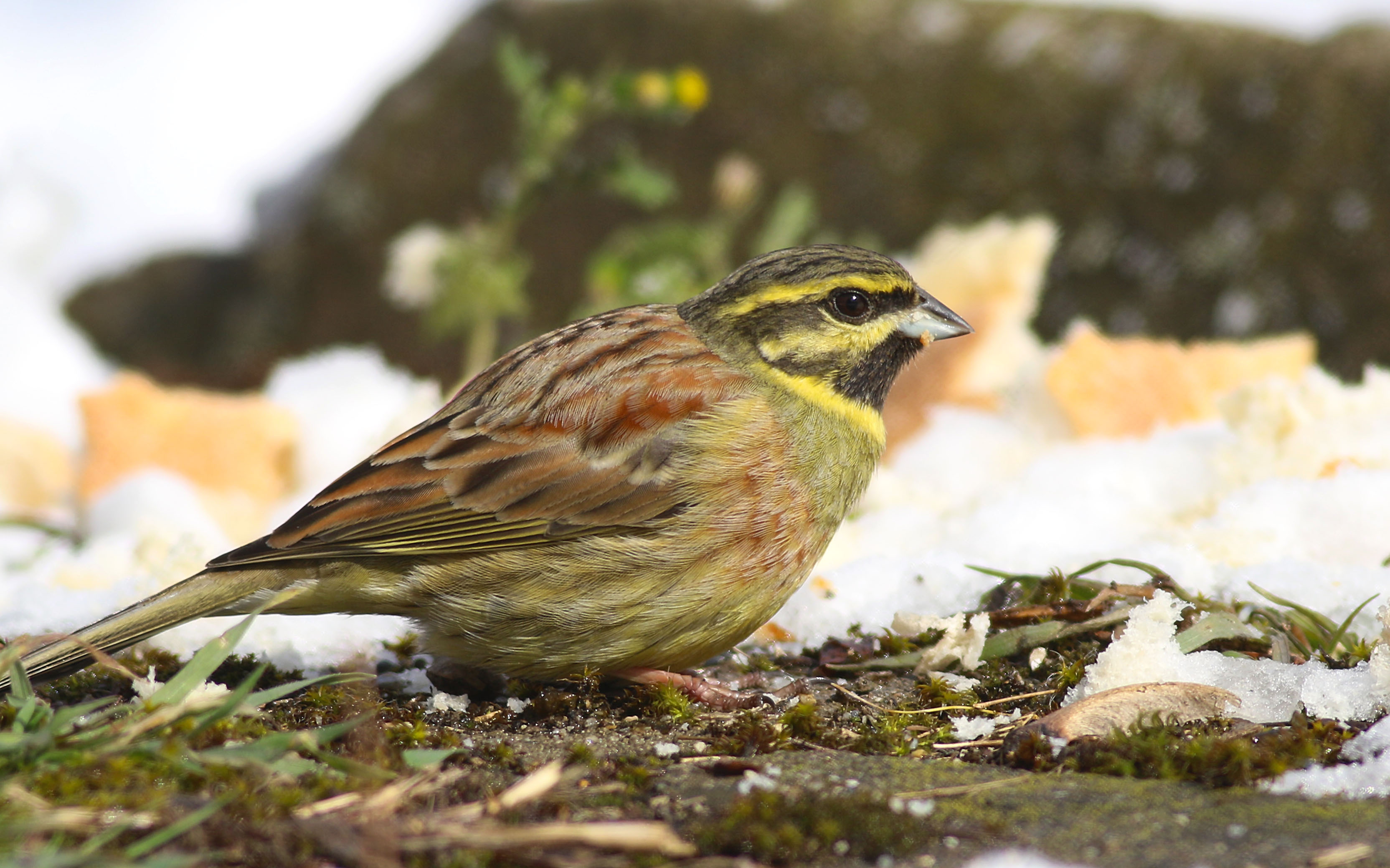 Cirl Bunting