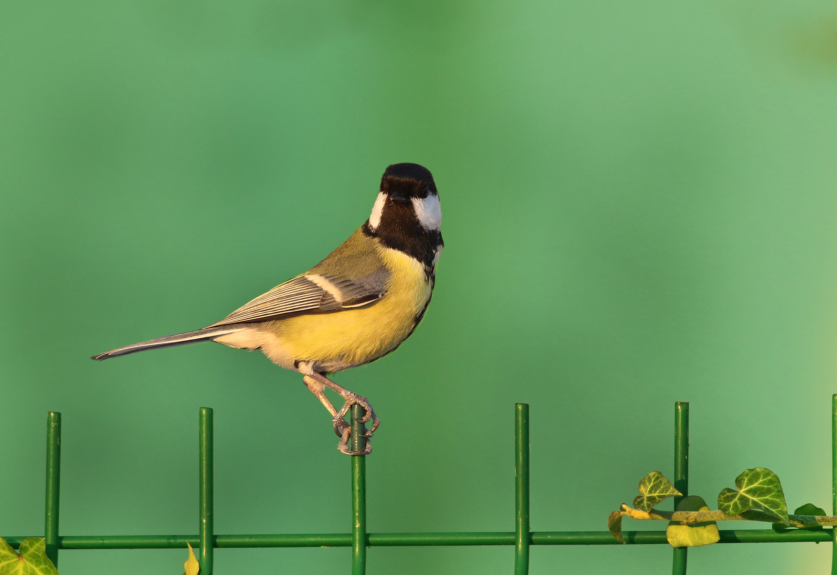 Great Tit