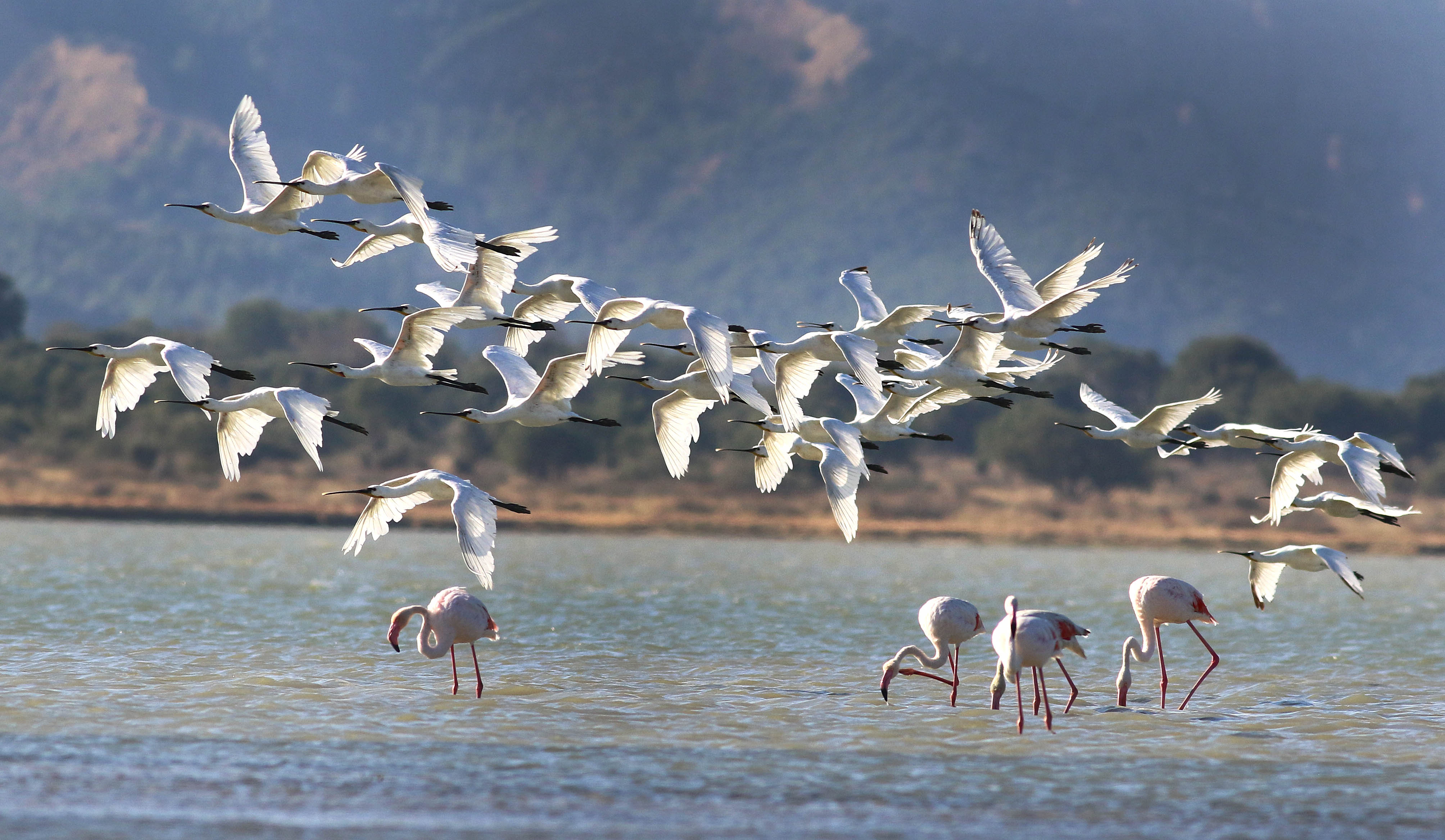Eurasian Spoonbill — Ana fotoğraf