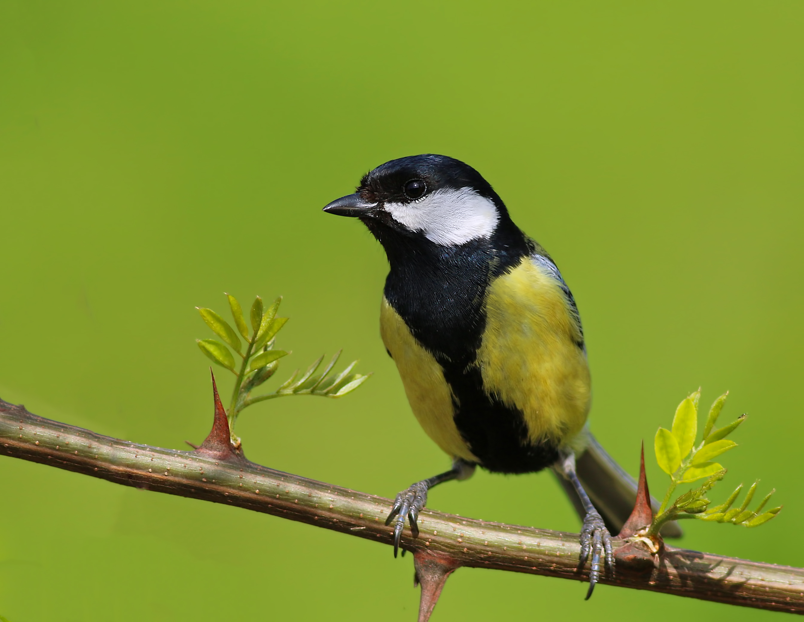 Great Tit