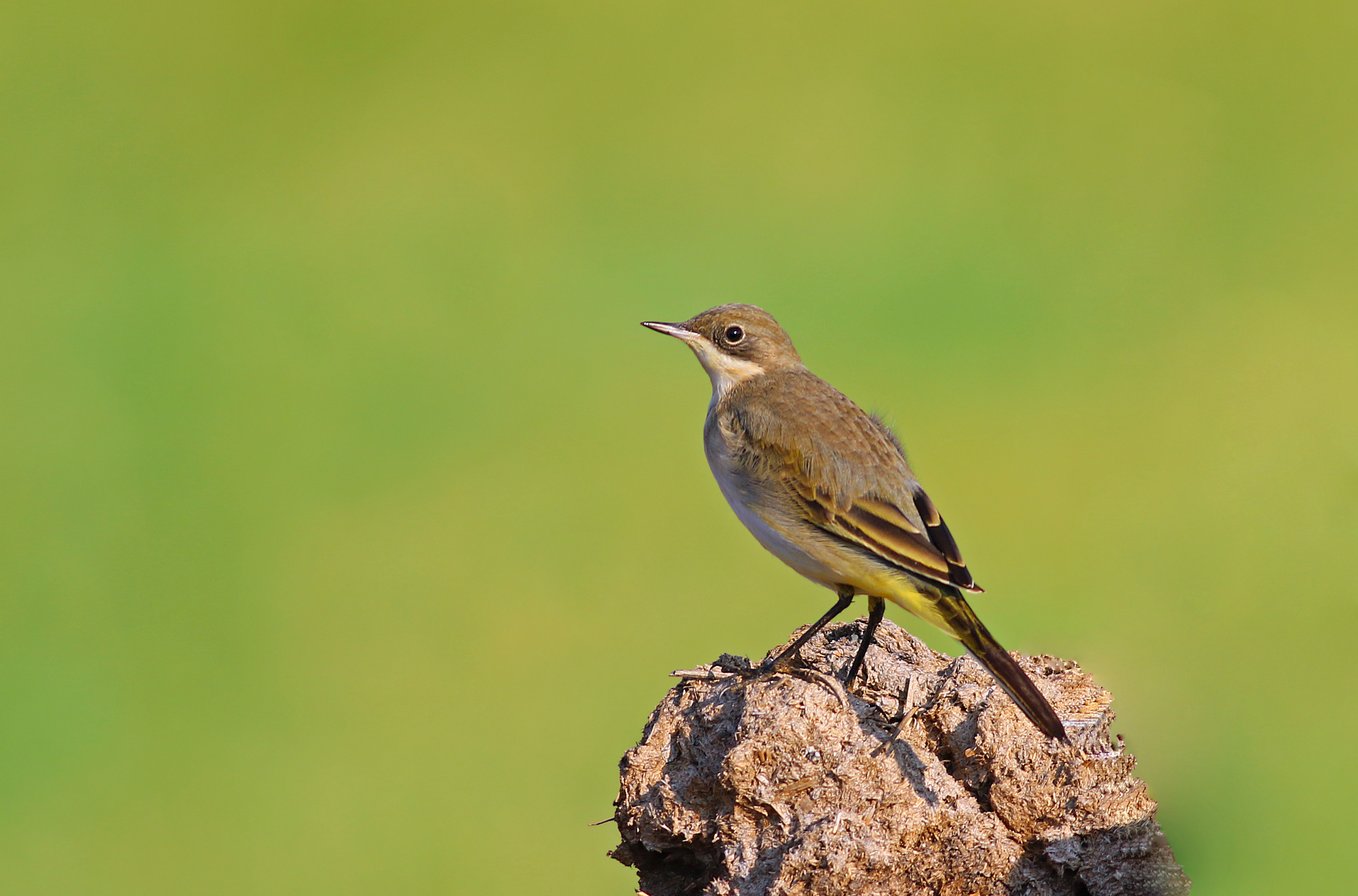 Gray Wagtail