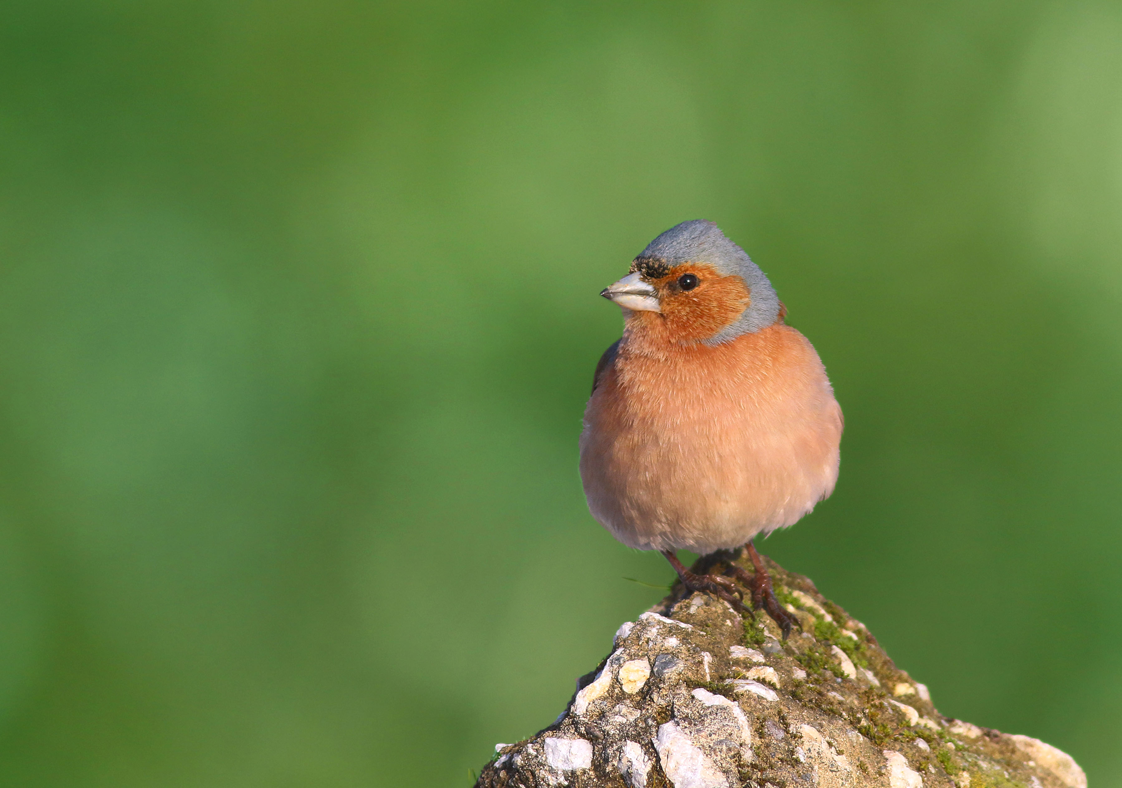 Common Chaffinch