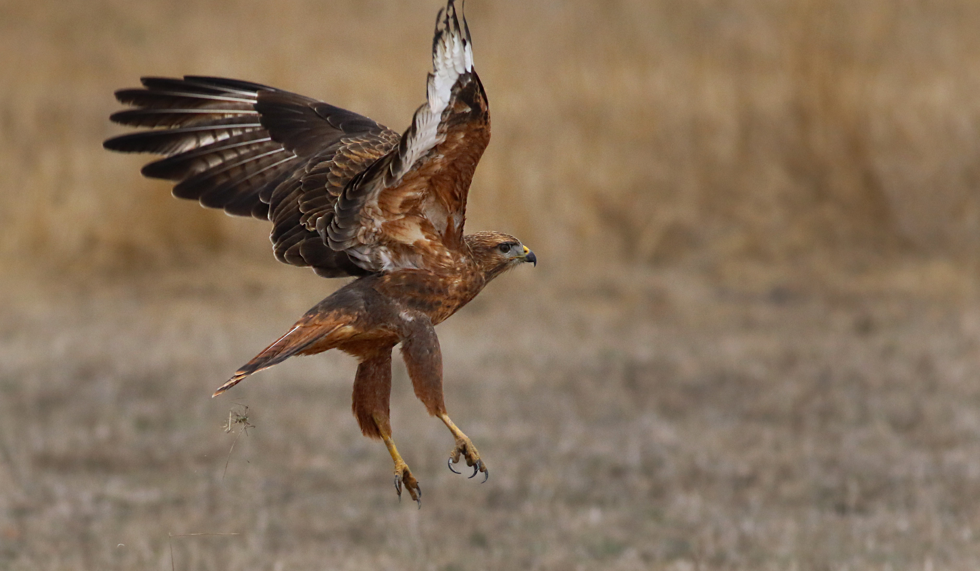 Long-legged Buzzard