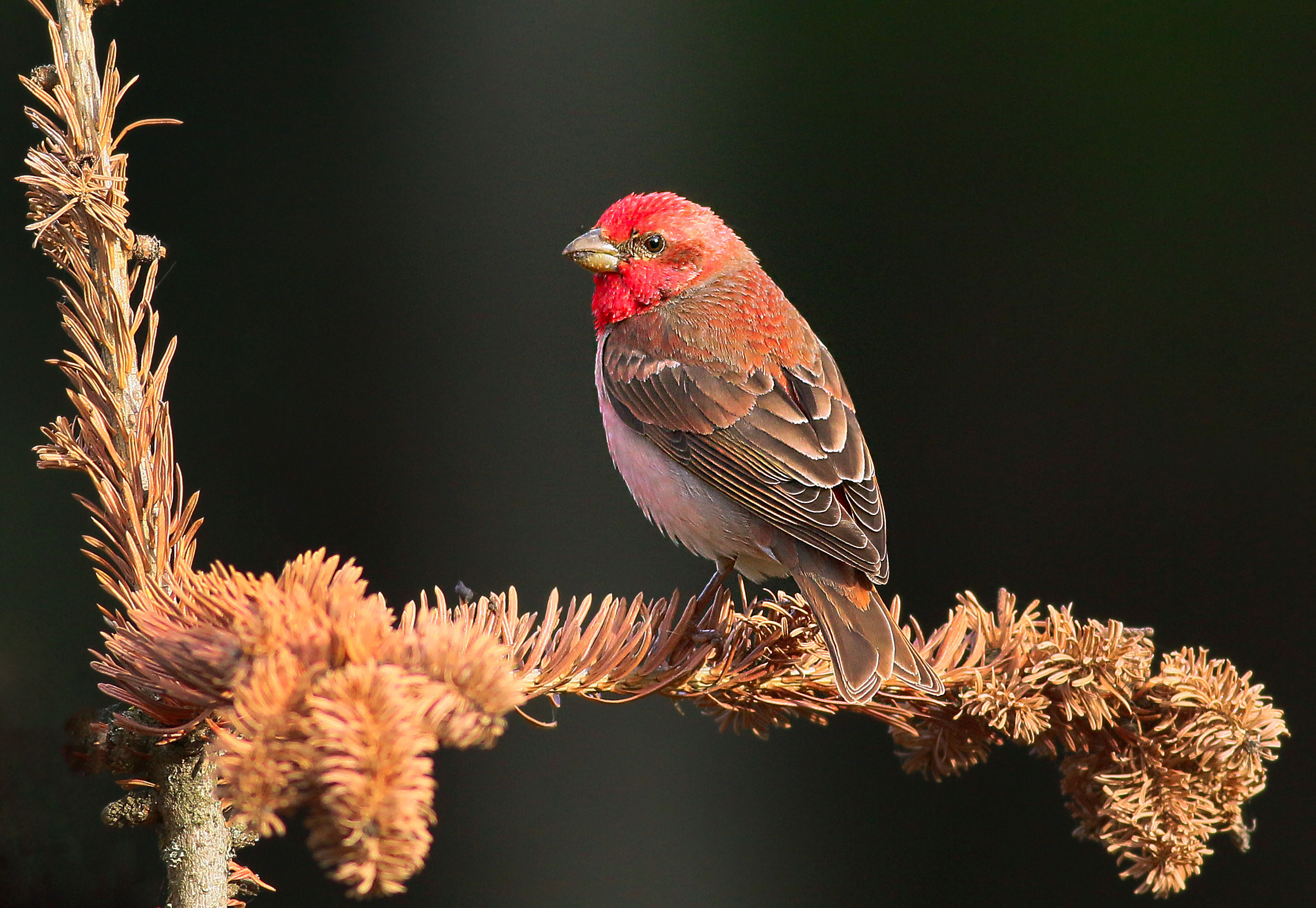Common Rosefinch