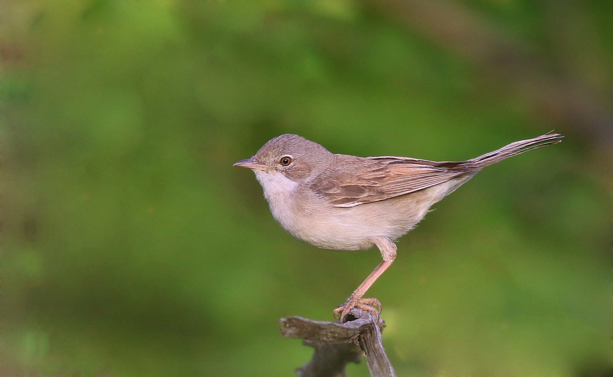 Greater Whitethroat