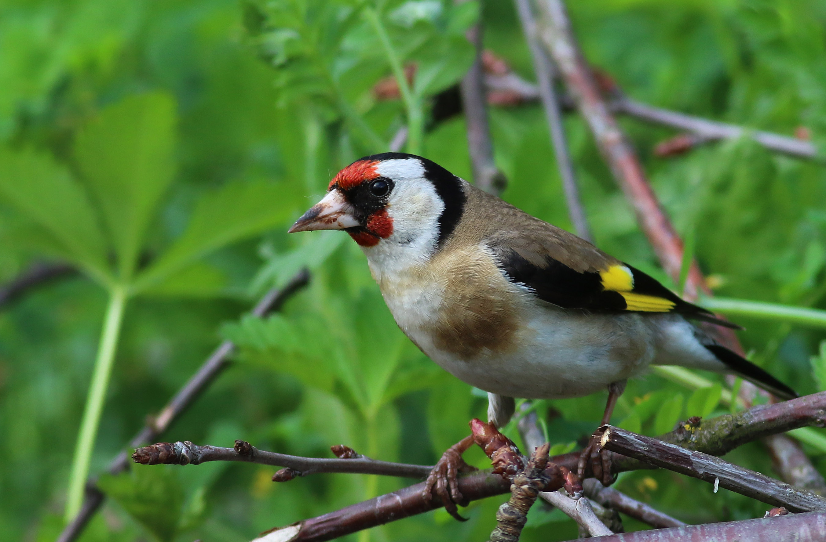 European Goldfinch
