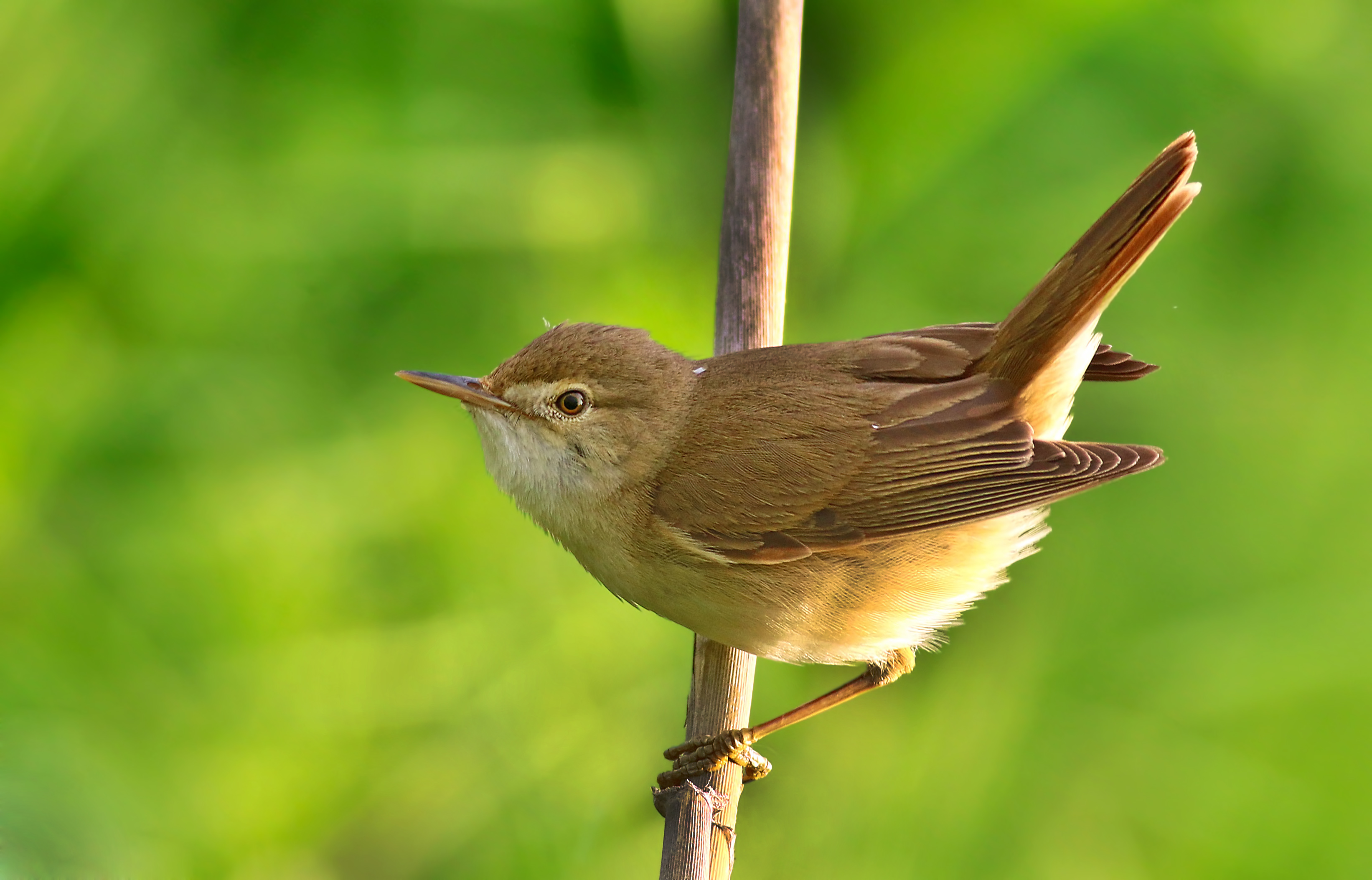 Eurasian Reed Warbler