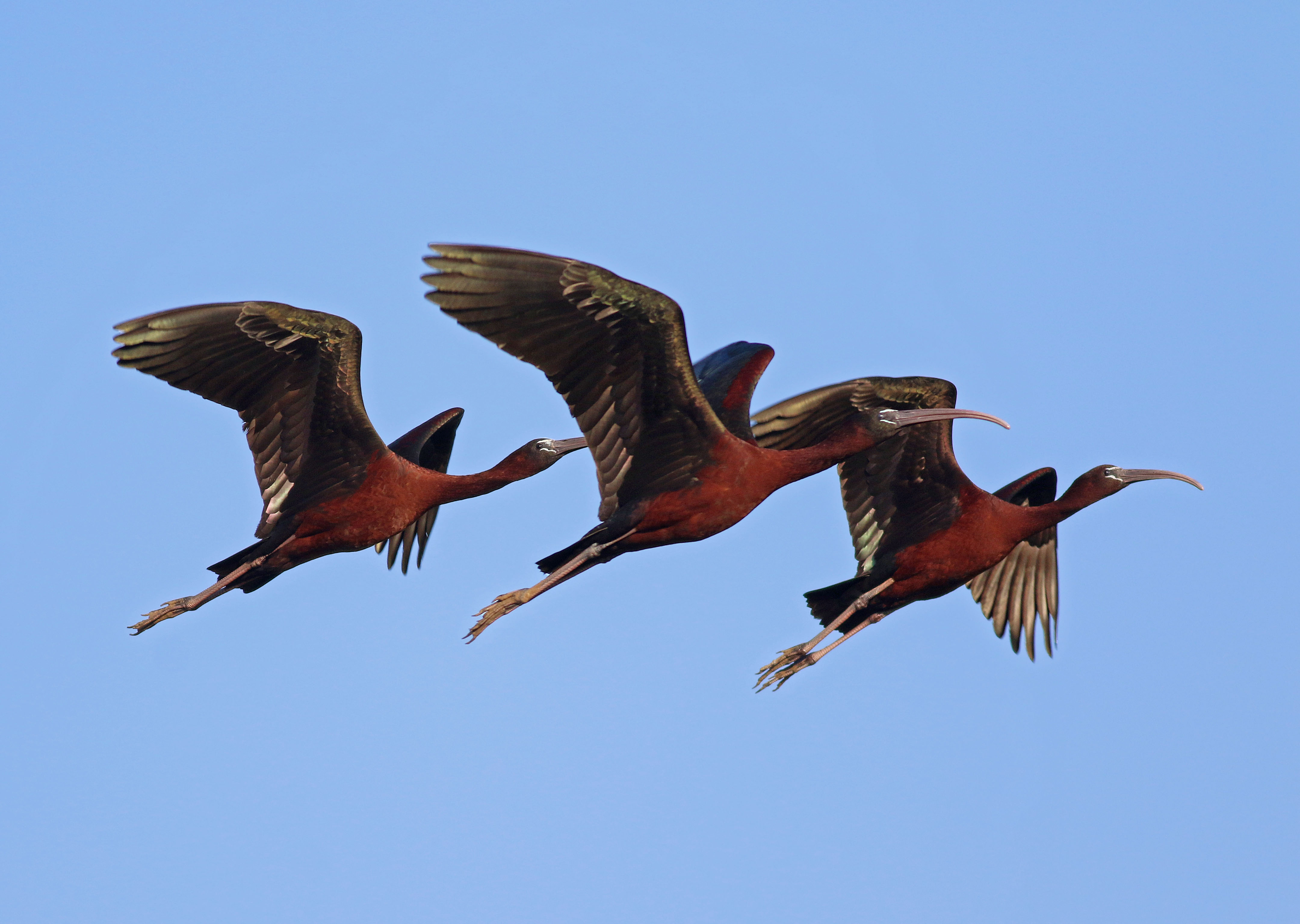 Glossy Ibis