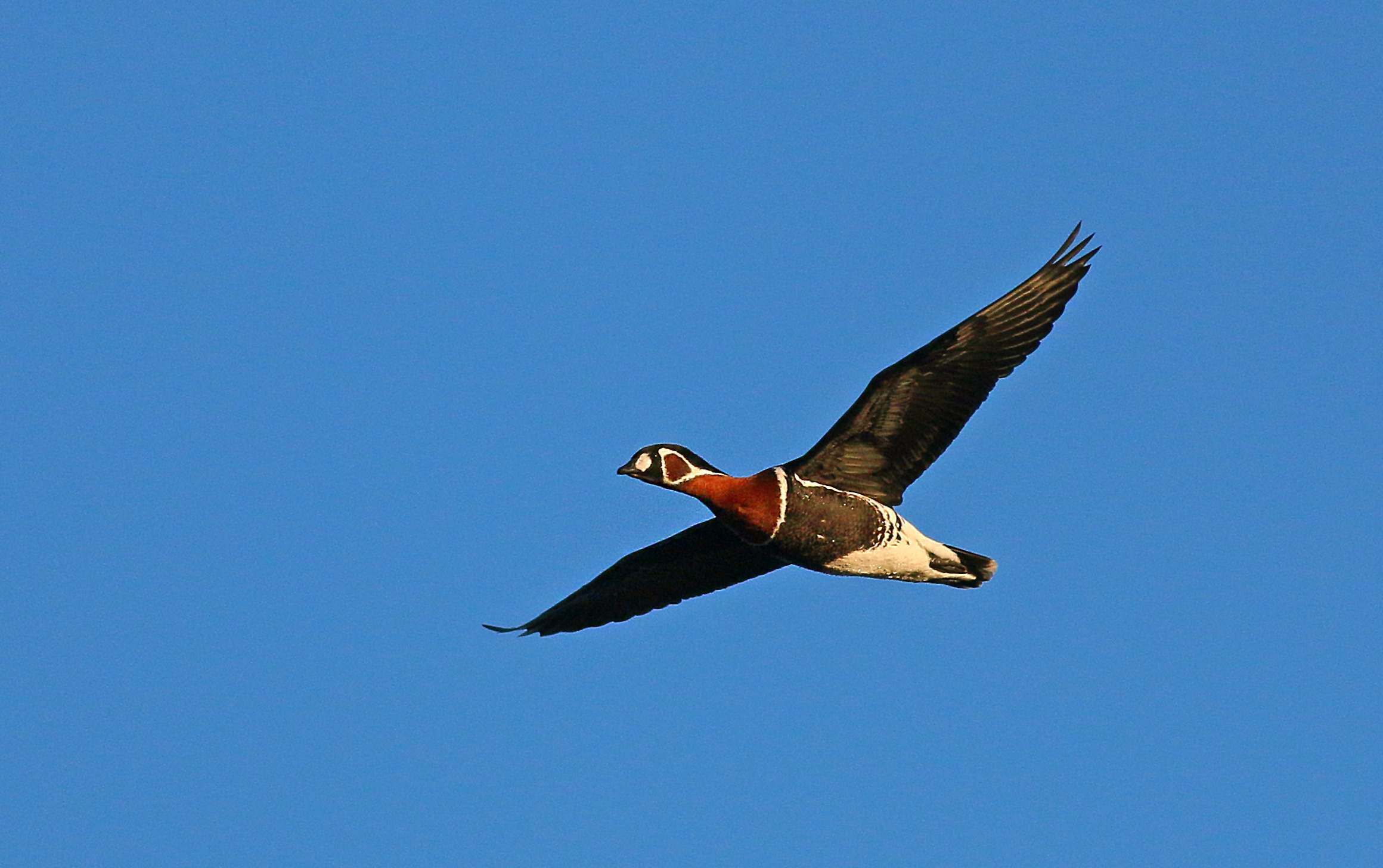 Red-breasted Goose