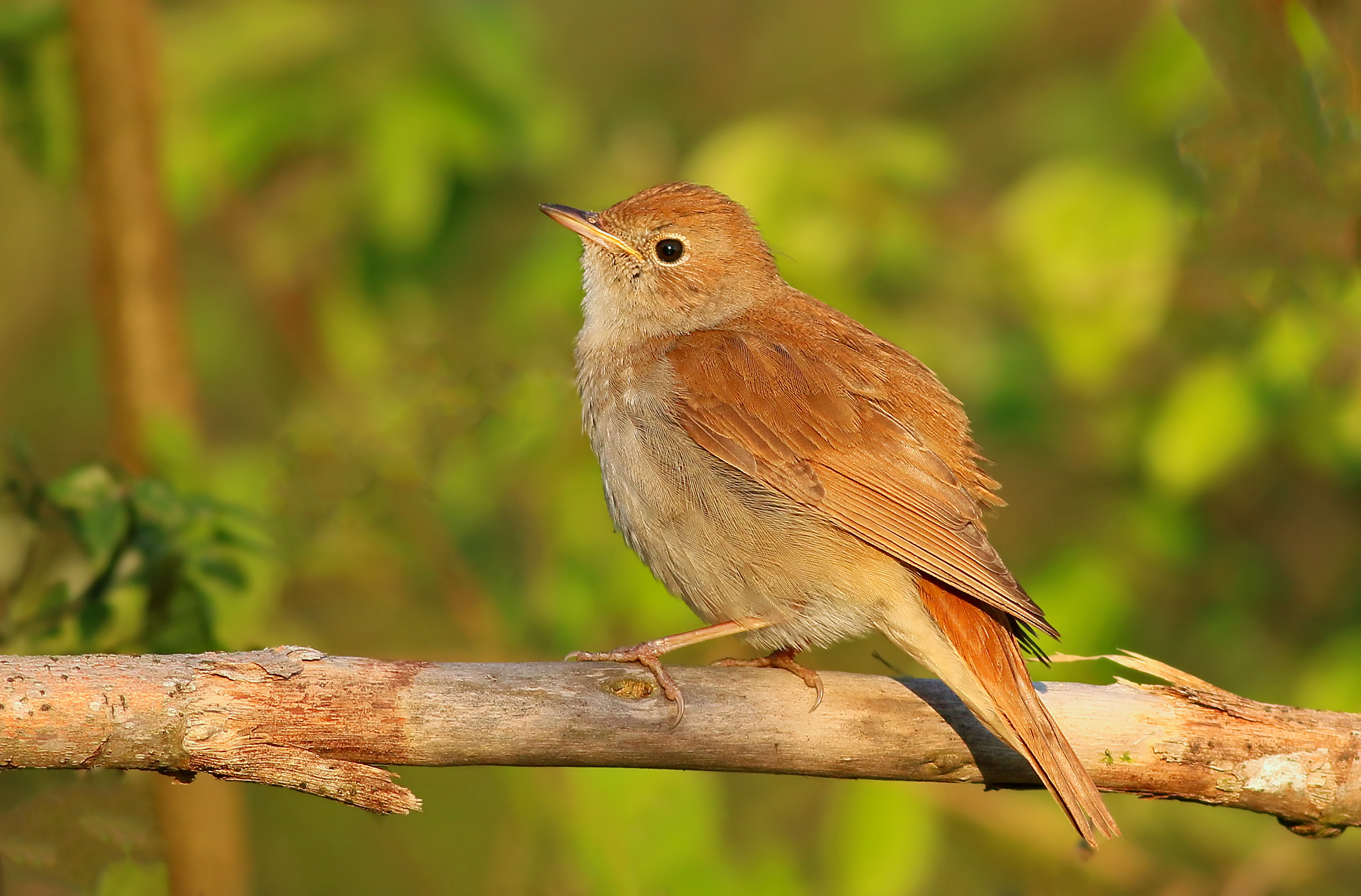 Common Nightingale