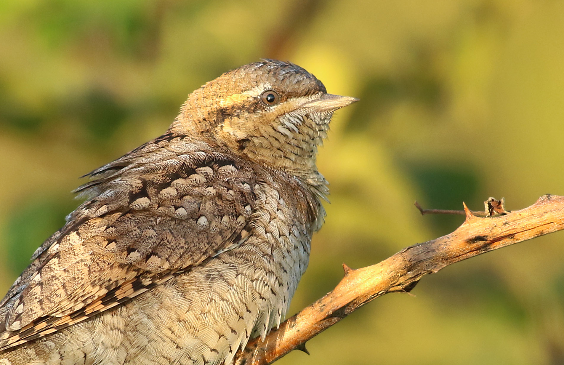 Eurasian Wryneck