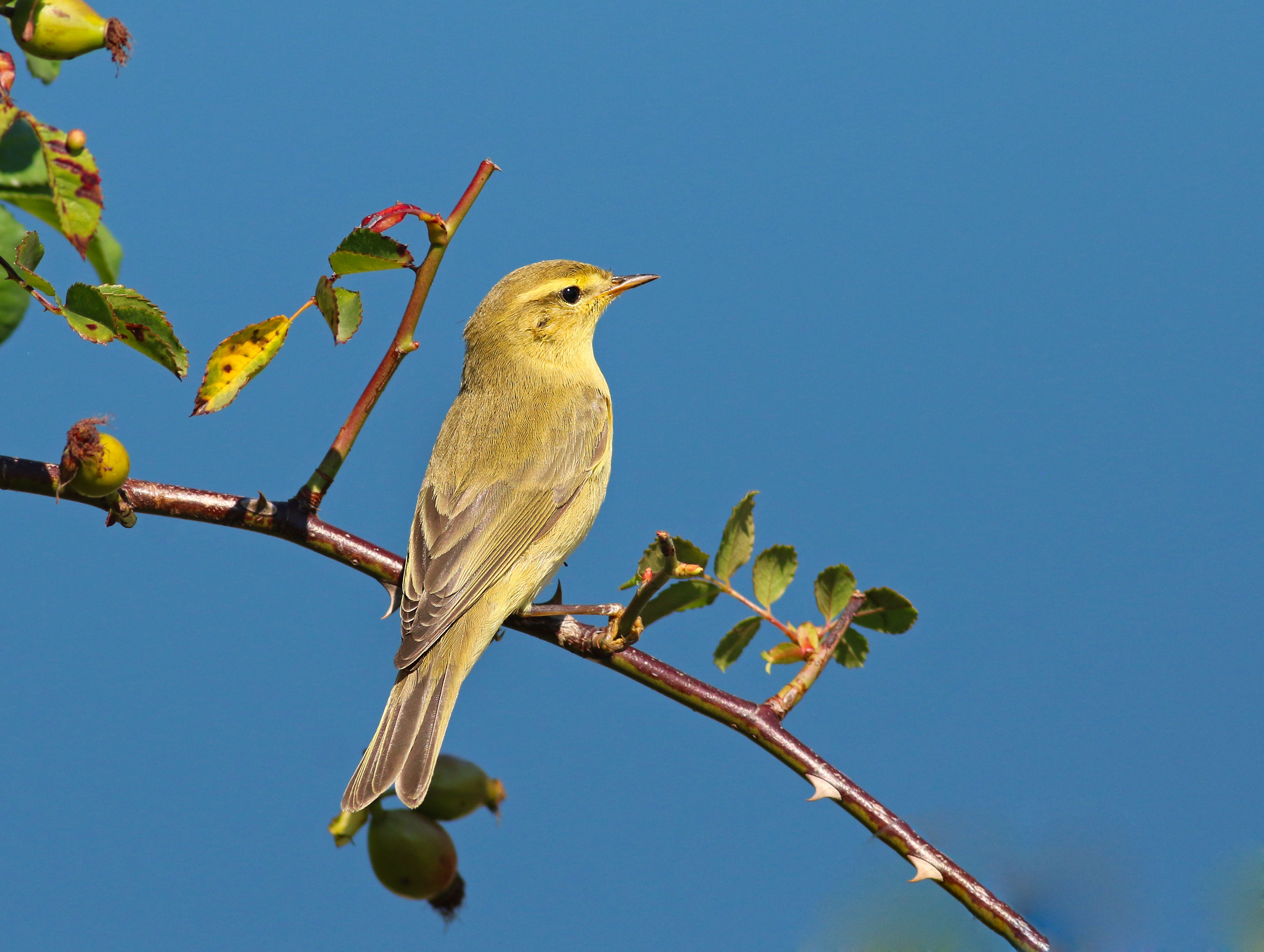 Willow Warbler