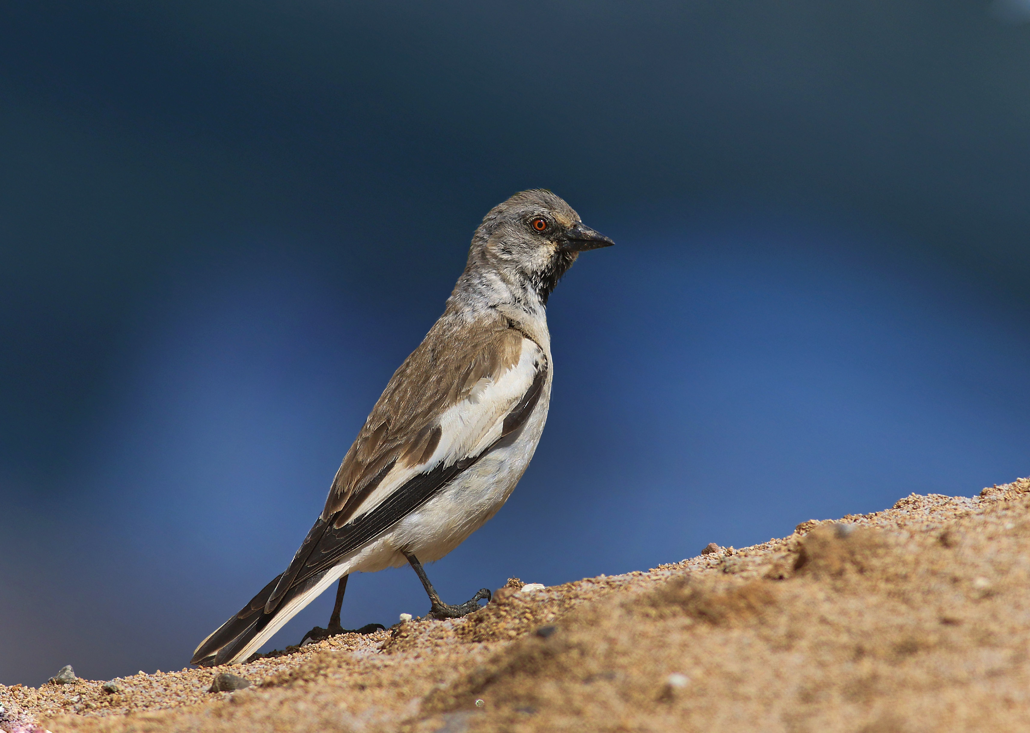 White-winged Snowfinch