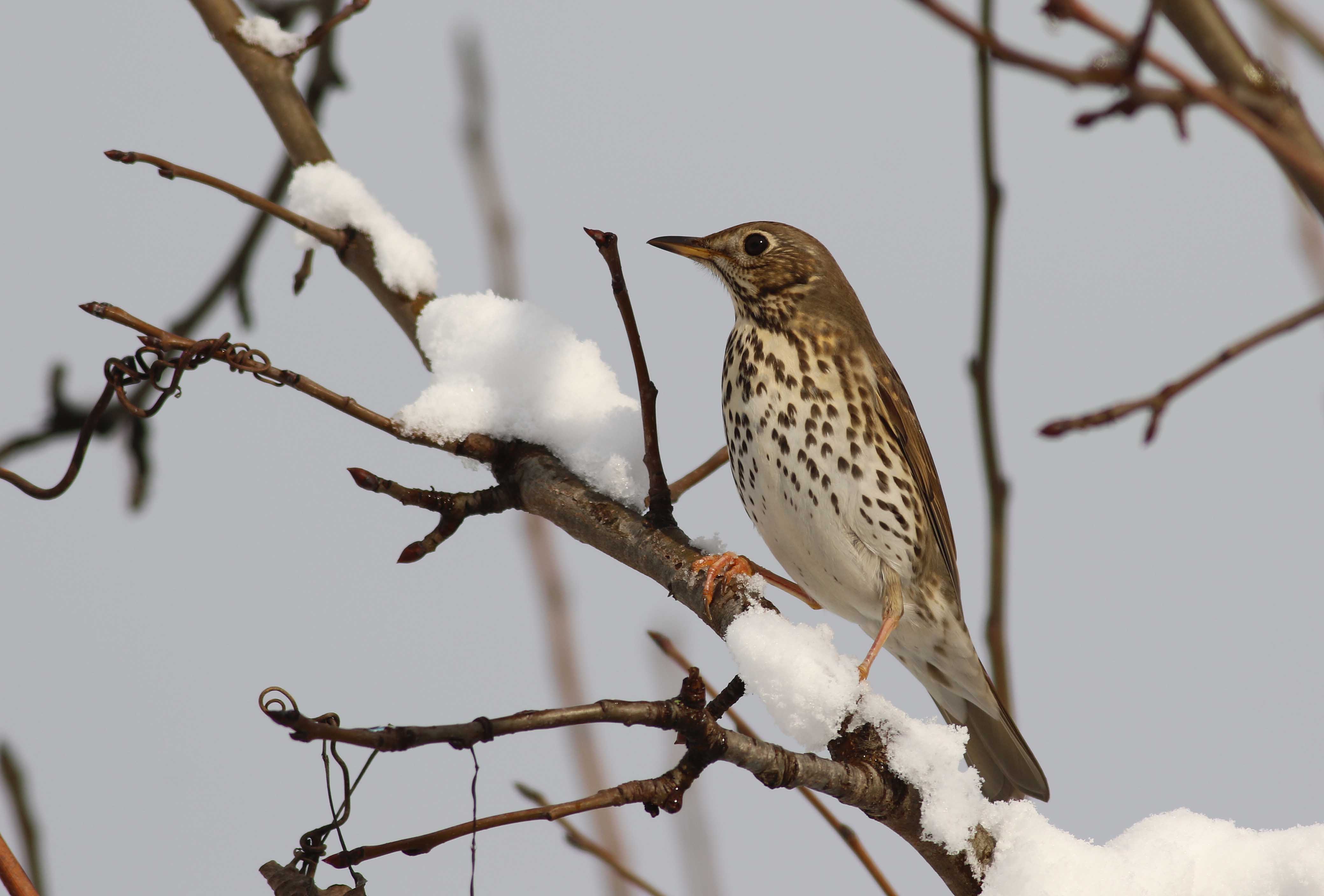 Song Thrush