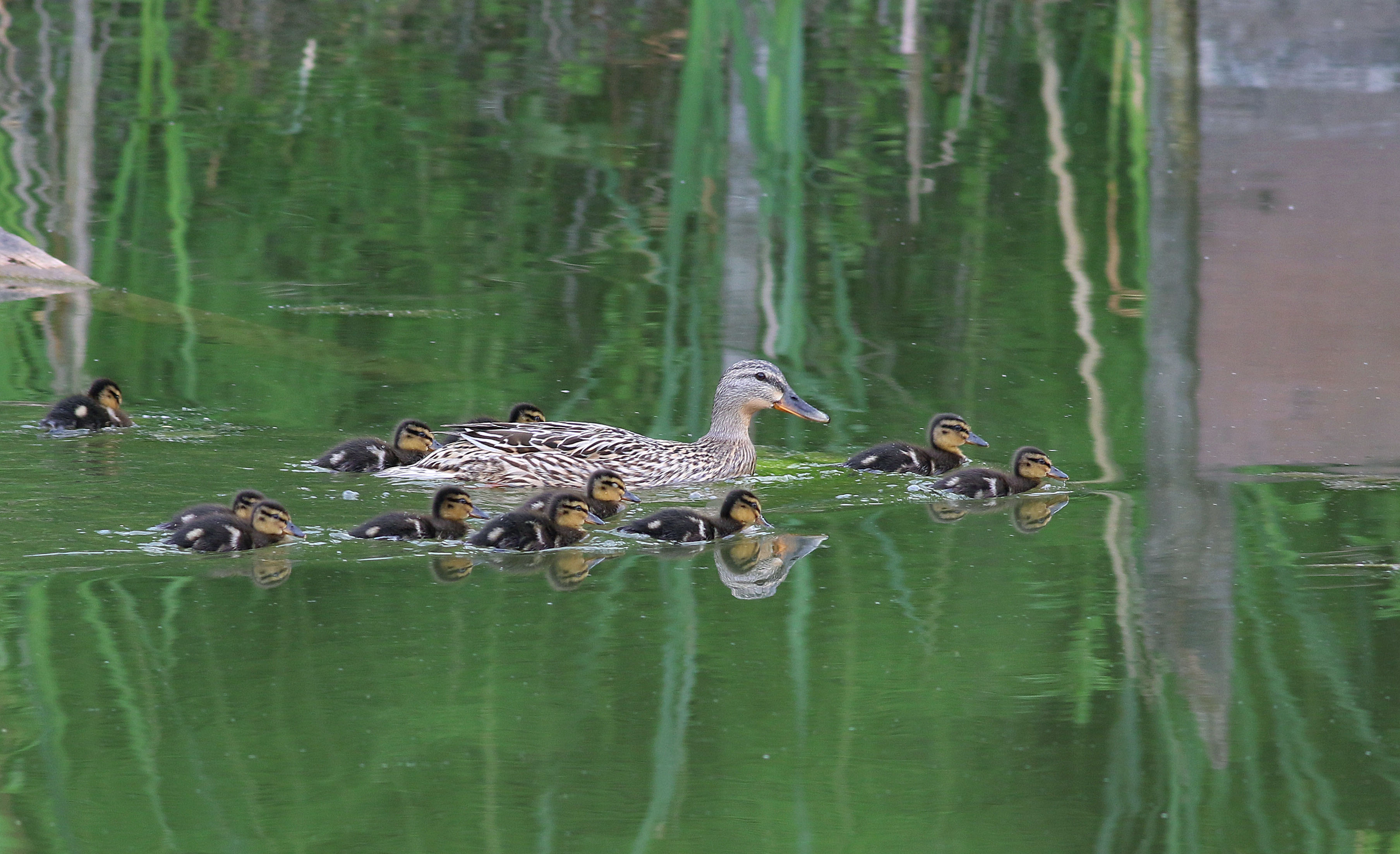 Mallard