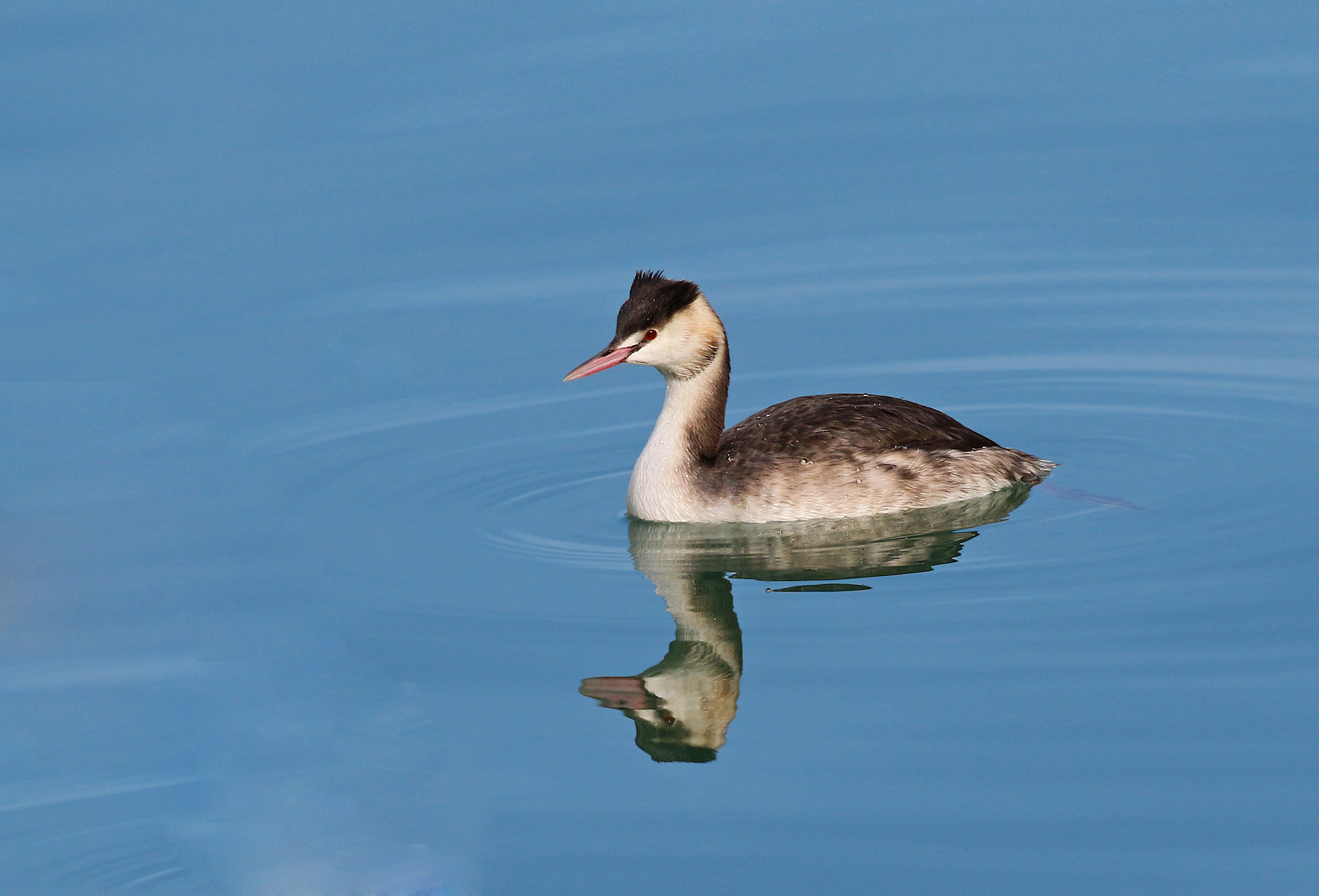 Great Crested Grebe