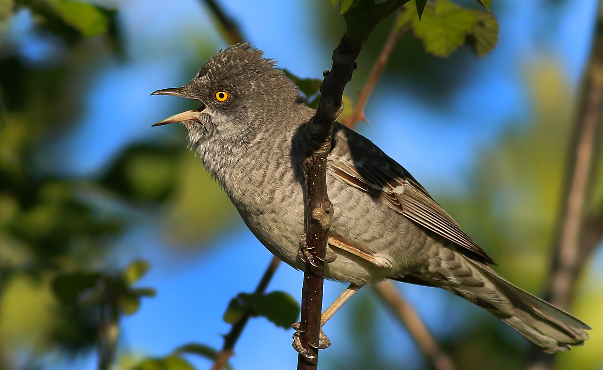 Barred Warbler