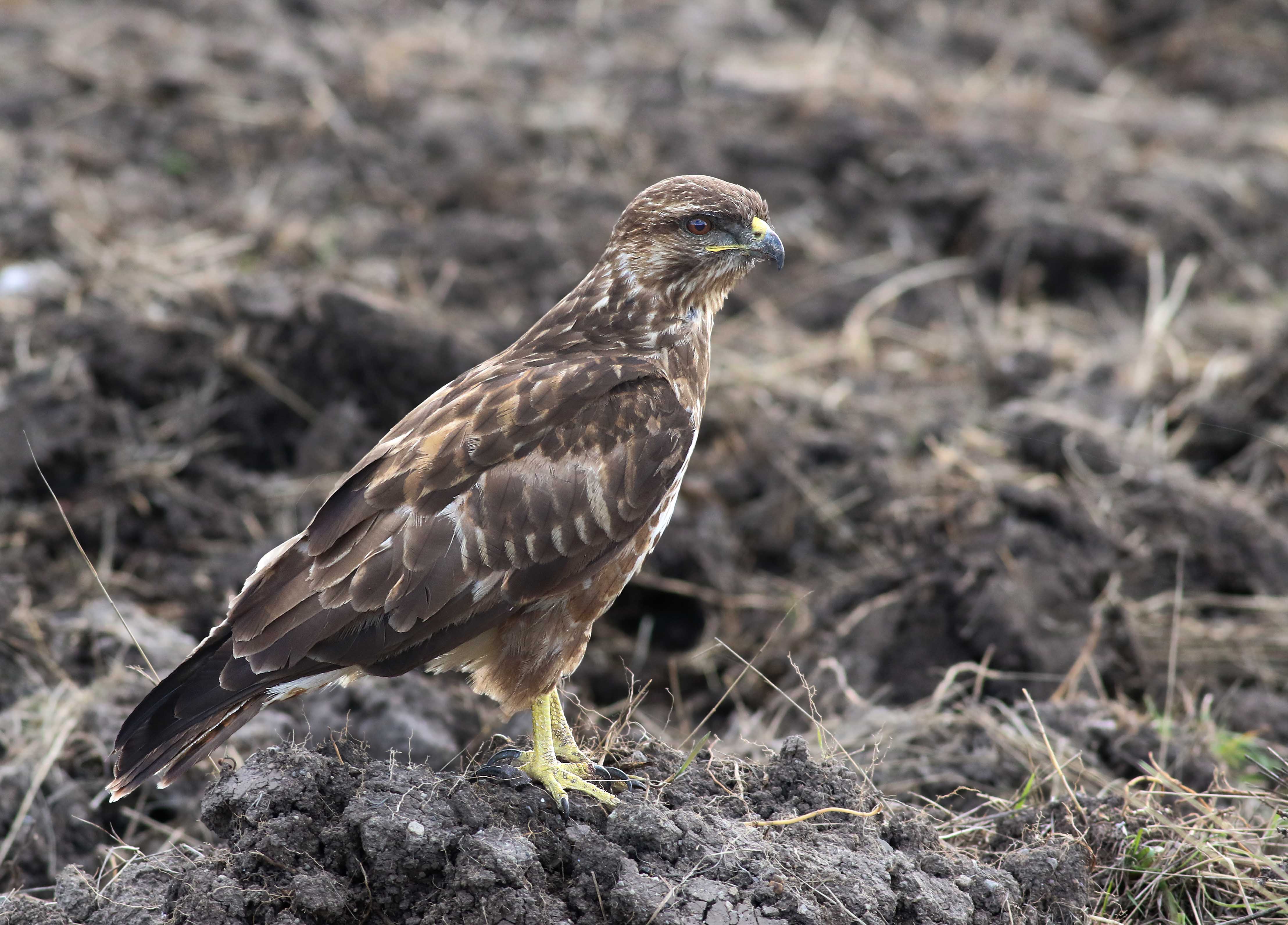 Long-legged Buzzard
